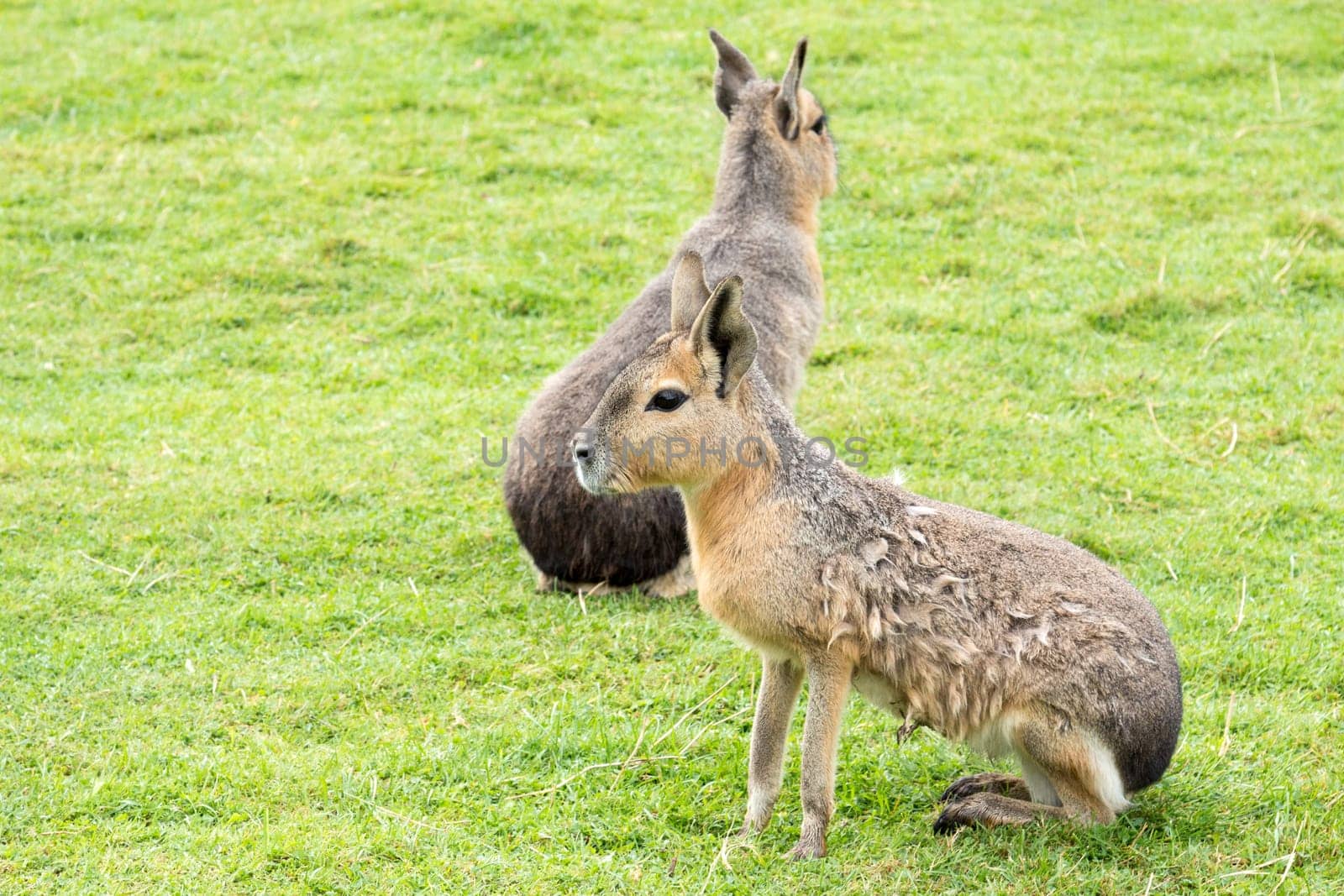Patagonian Mara (Dolichotis patagonum) - Two large rodents sitting on grass