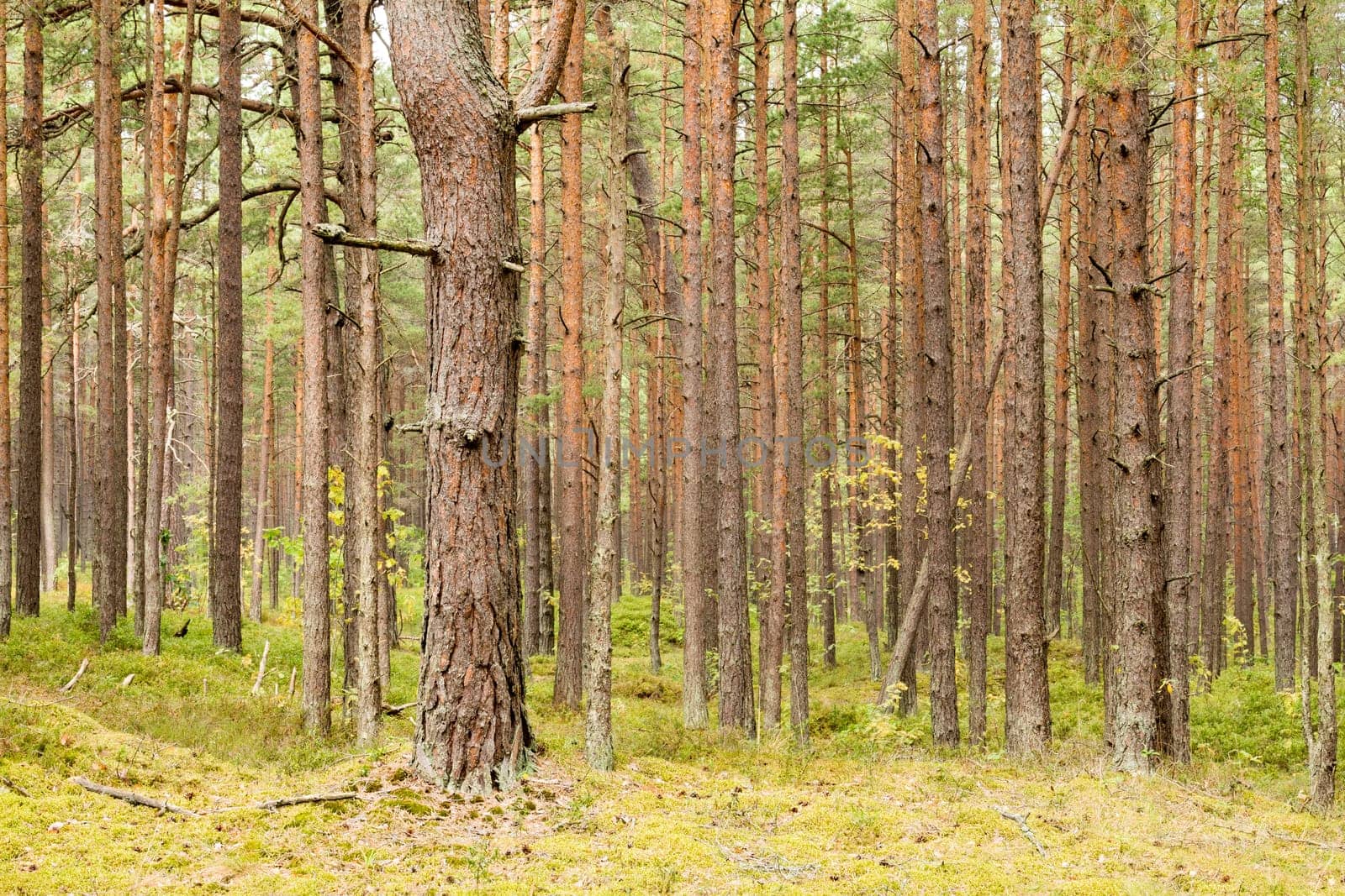 Green pine tree forest in summer