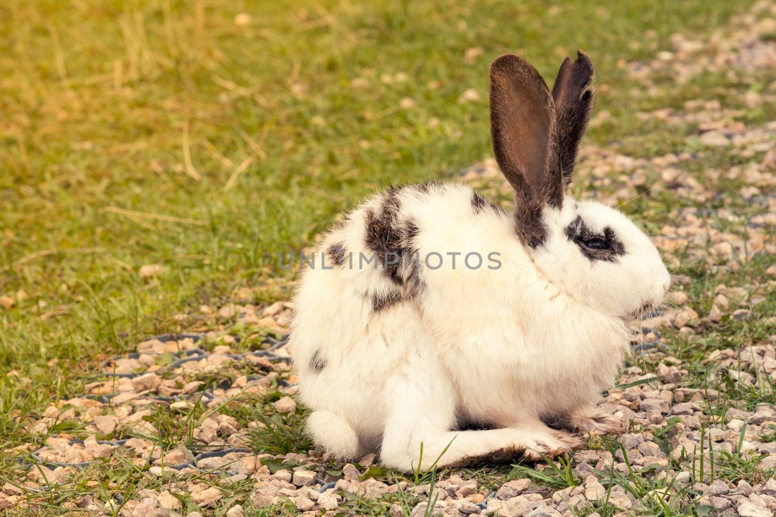 White spotted Easter rabbit sitting in a garden