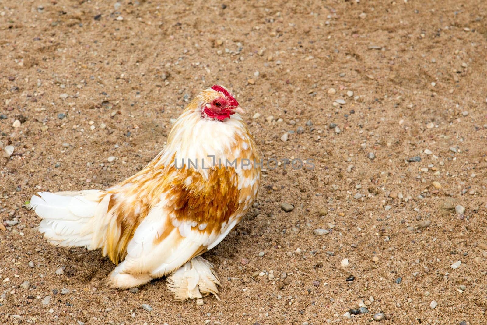 Decorative white chicken walking on the sand