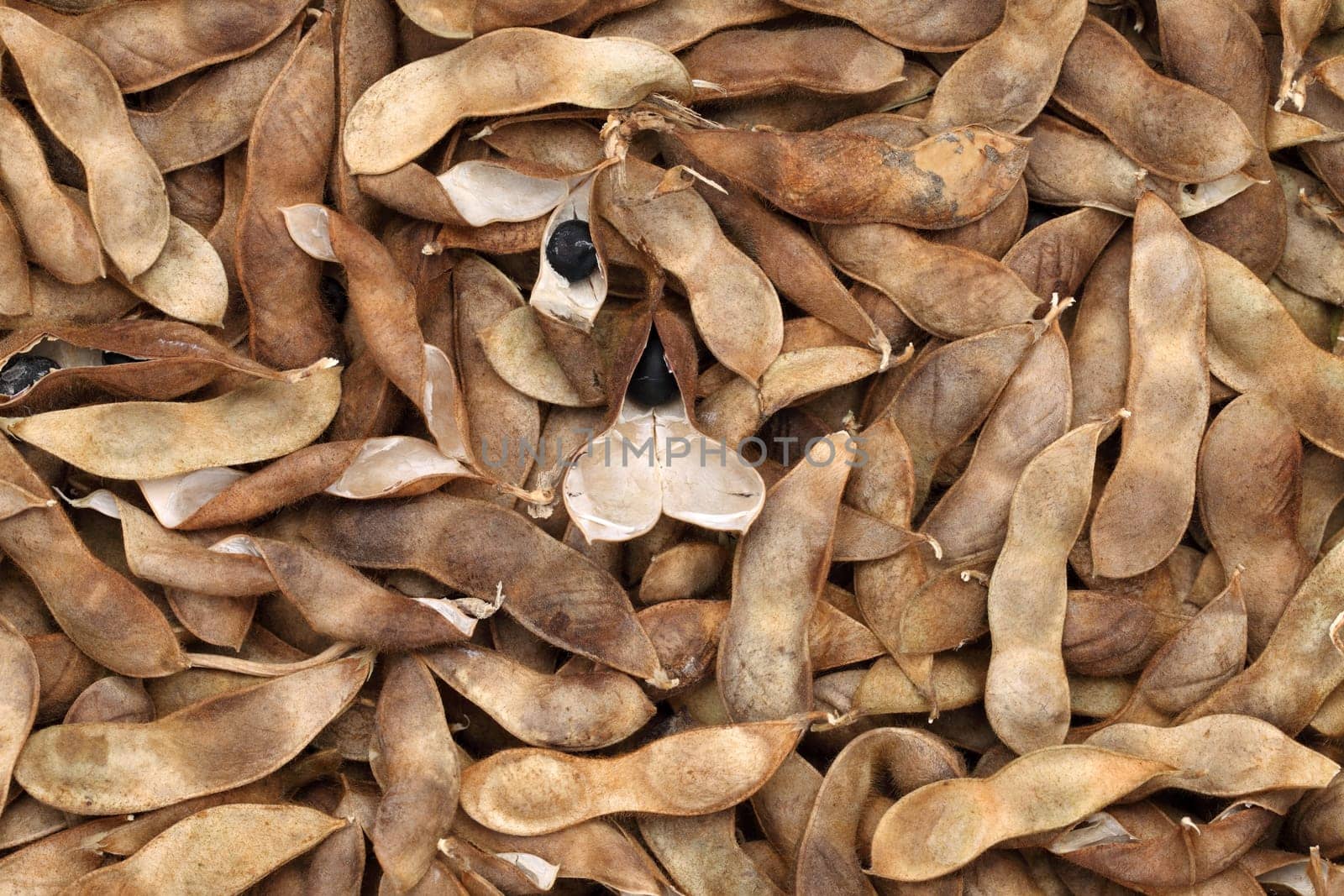 Soybeans pod, harvest of soy beans background