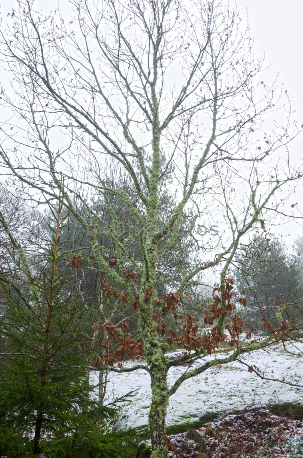 one little oak and some snow in the garden