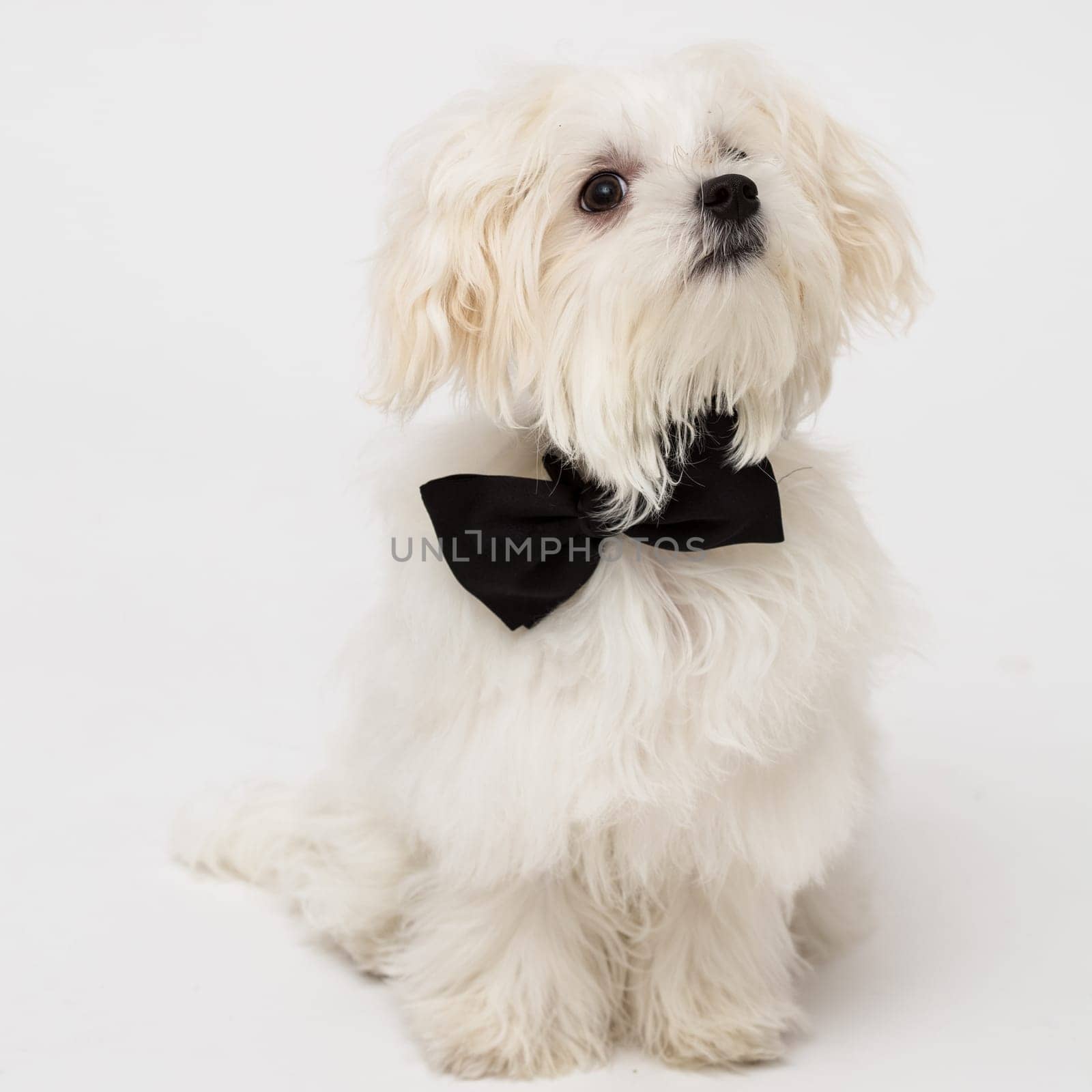 White Maltese dog with black bow and on white background.