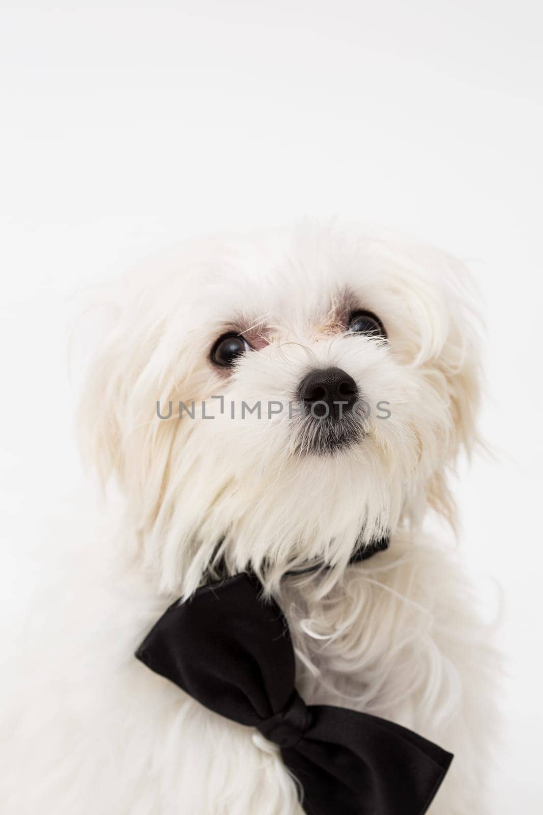 White Maltese dog with black bow and on white background.