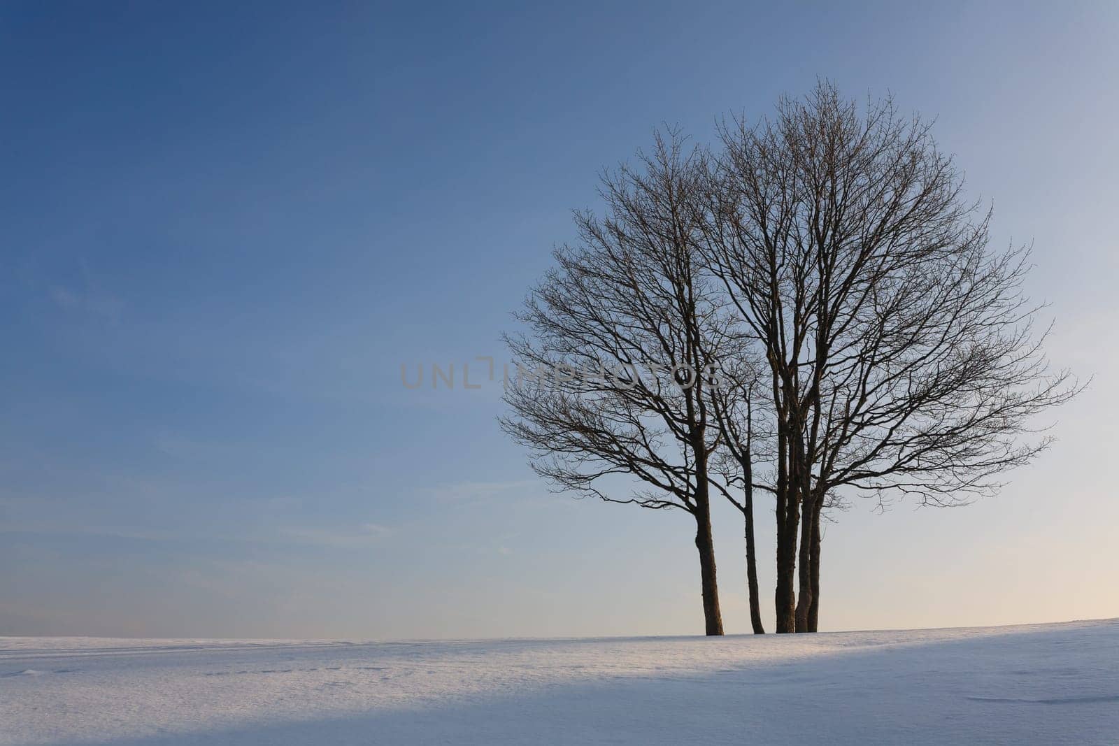 A winter landscape with an isolated tree over a blue sky