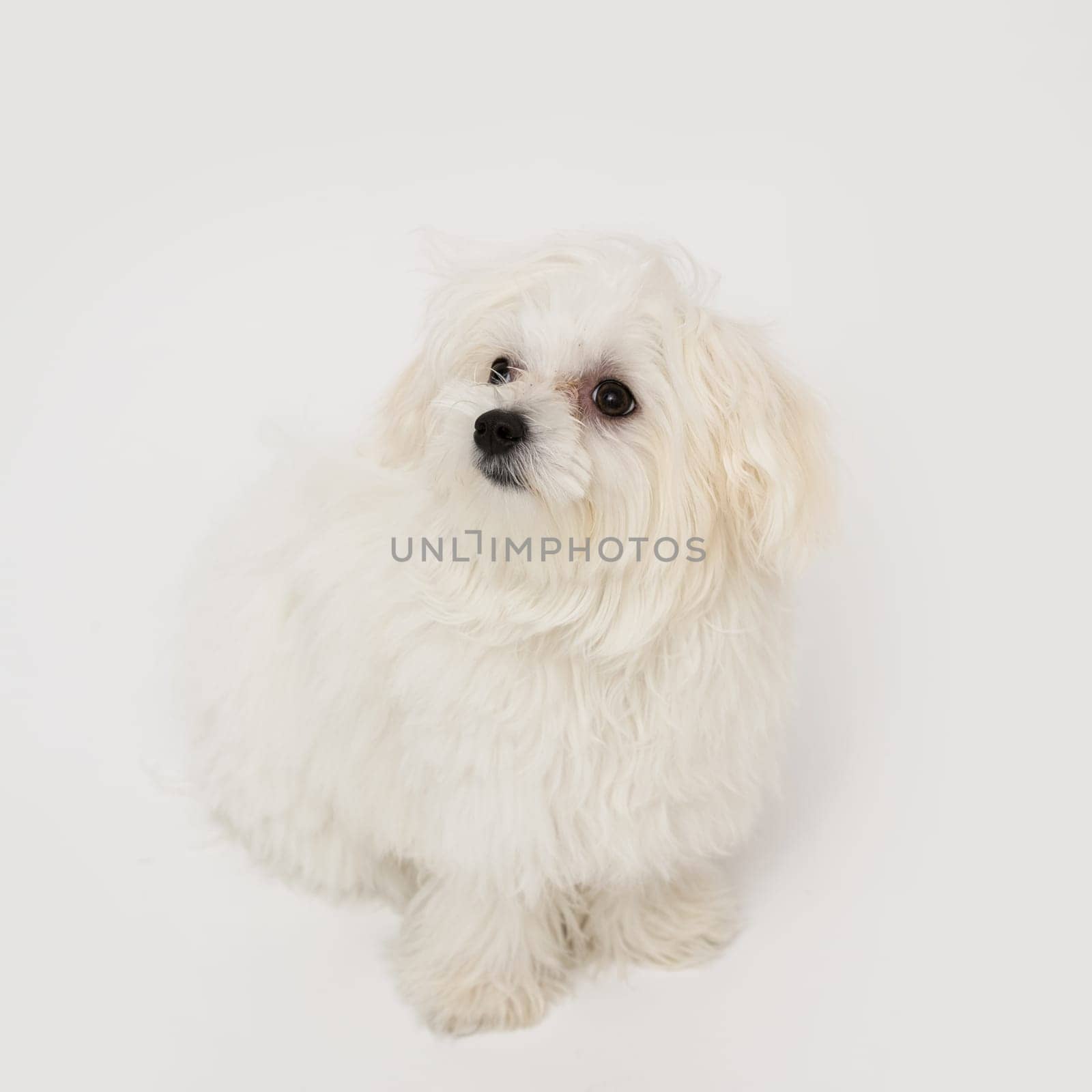The maltese puppy dog on white background