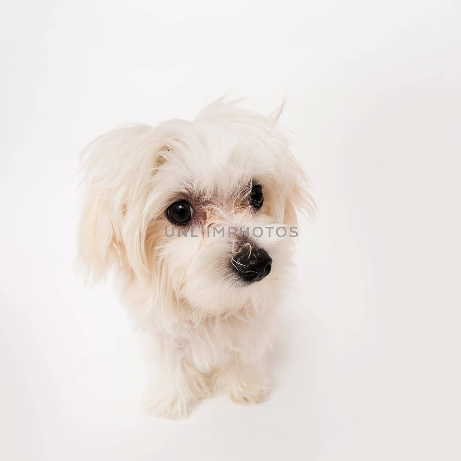 The maltese puppy dog on white background