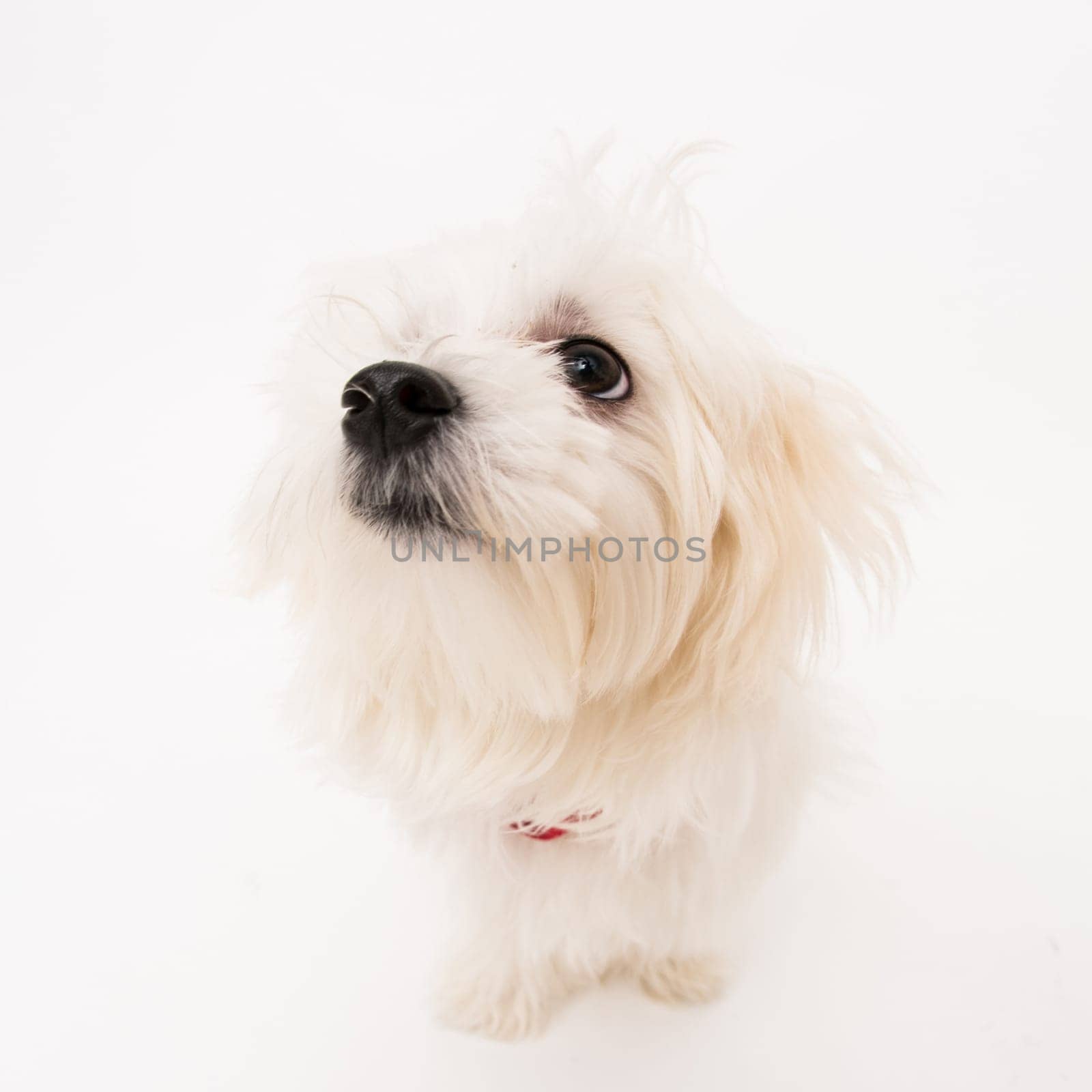 The maltese puppy dog on white background