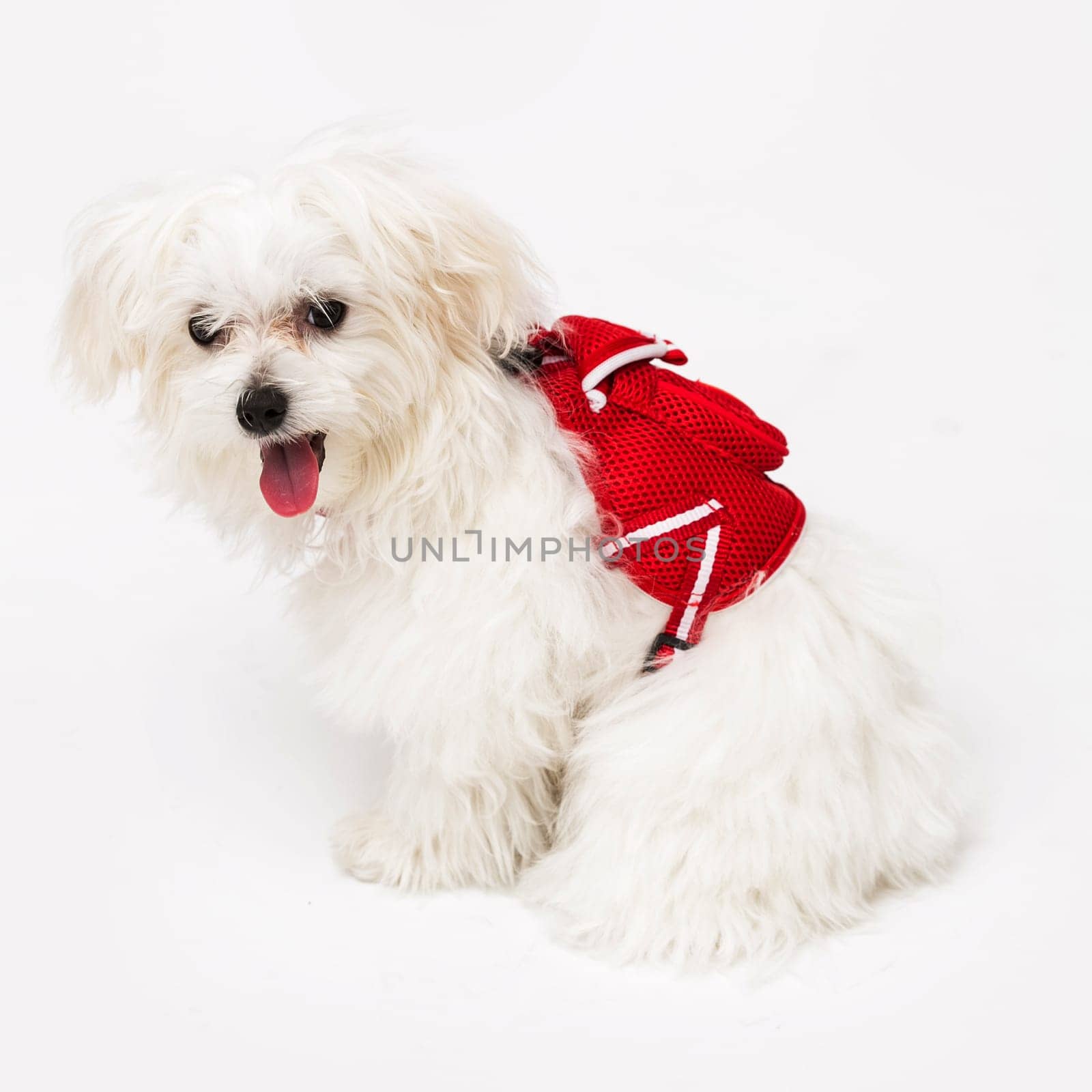 The maltese puppy dog on white background