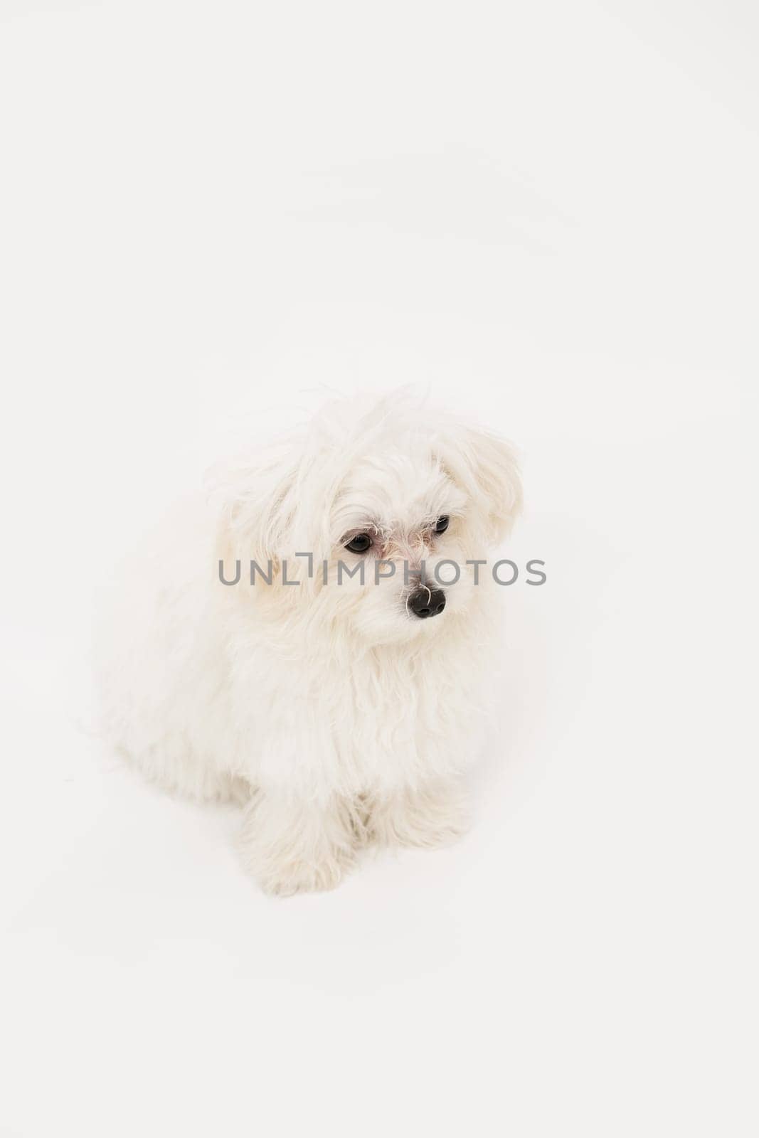 The maltese puppy dog on white background