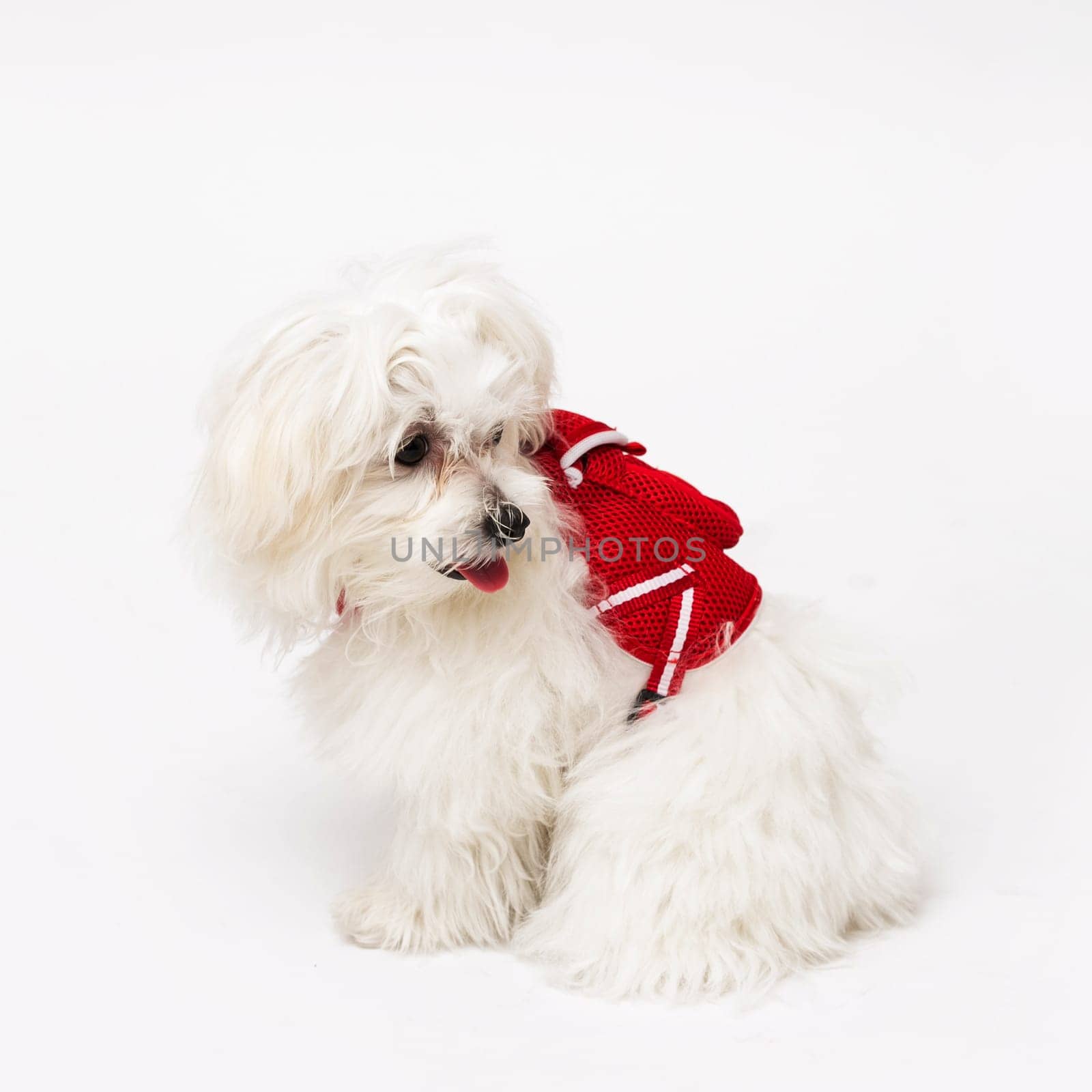 The maltese puppy dog on white background