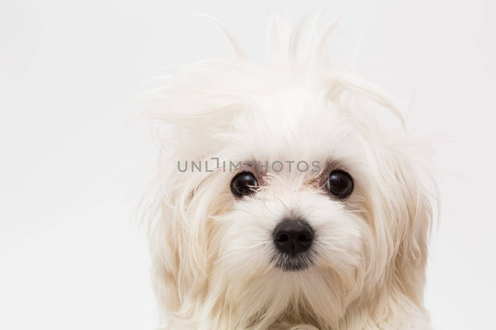 The maltese puppy dog on white background