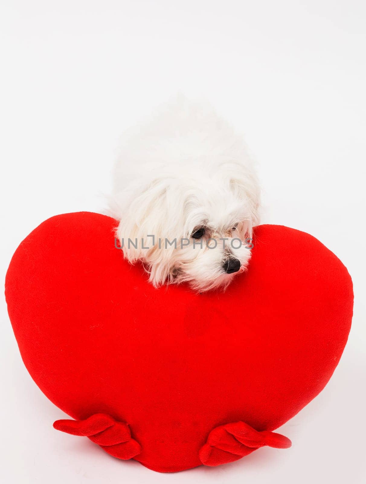 Bichon puppy dog in studio posing with a toy heart