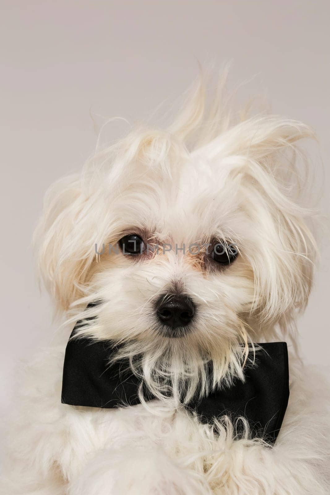 White Maltese dog with black bow and on white background.