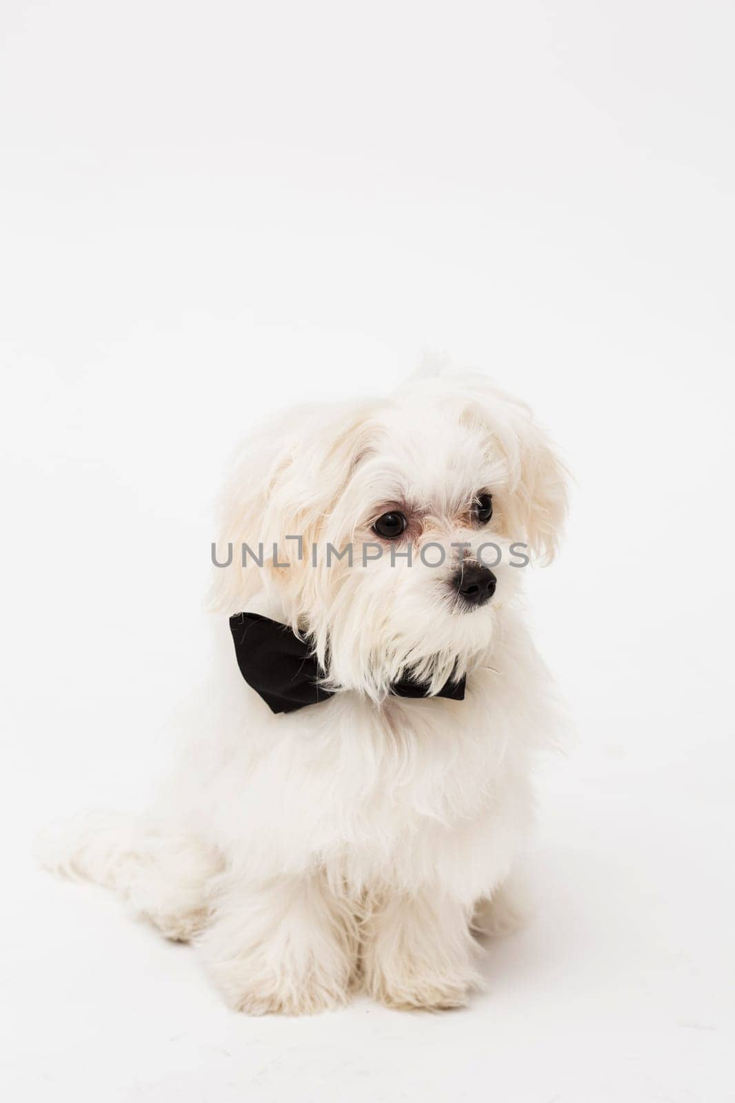 White Maltese dog with black bow and on white background.