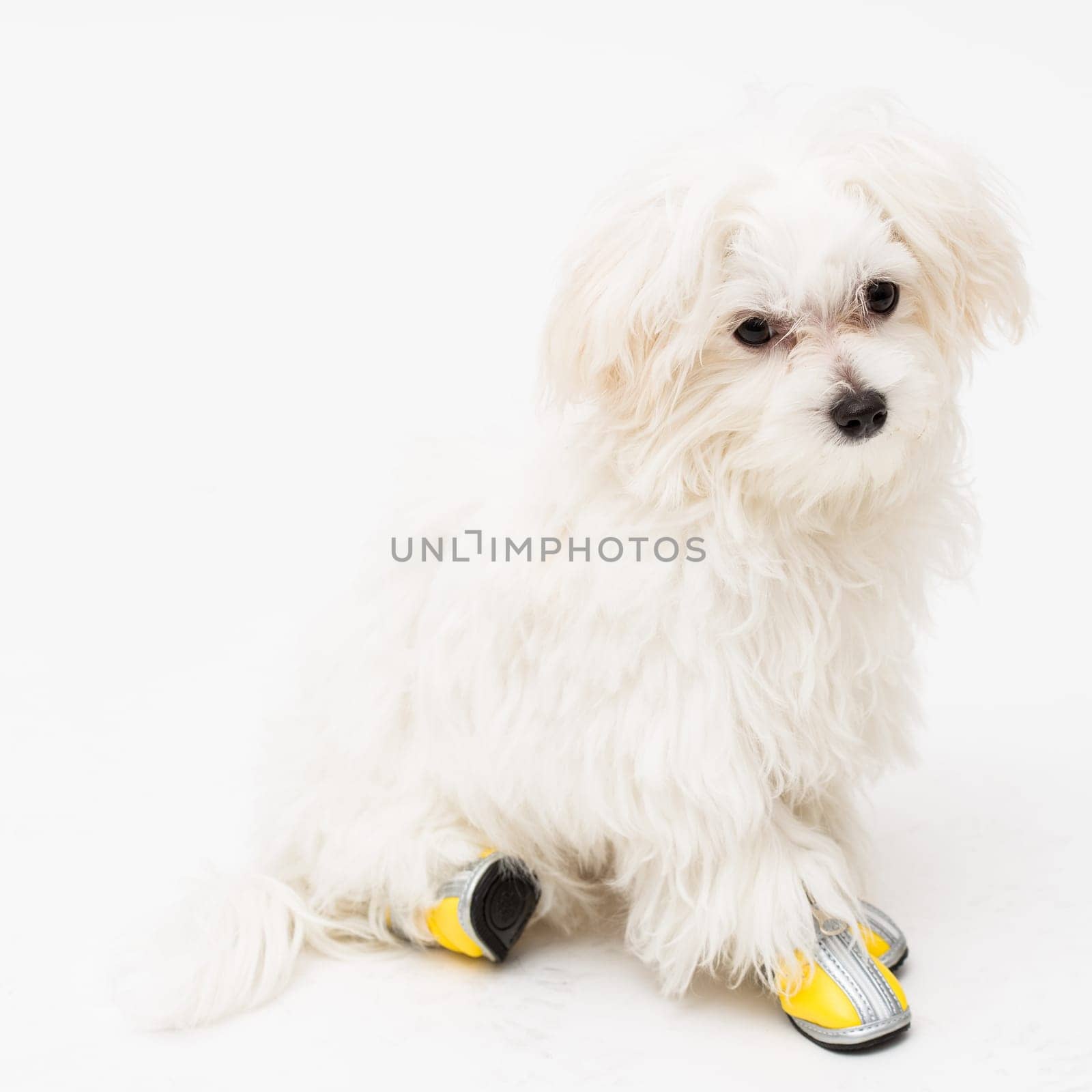 The maltese puppy dog on white background