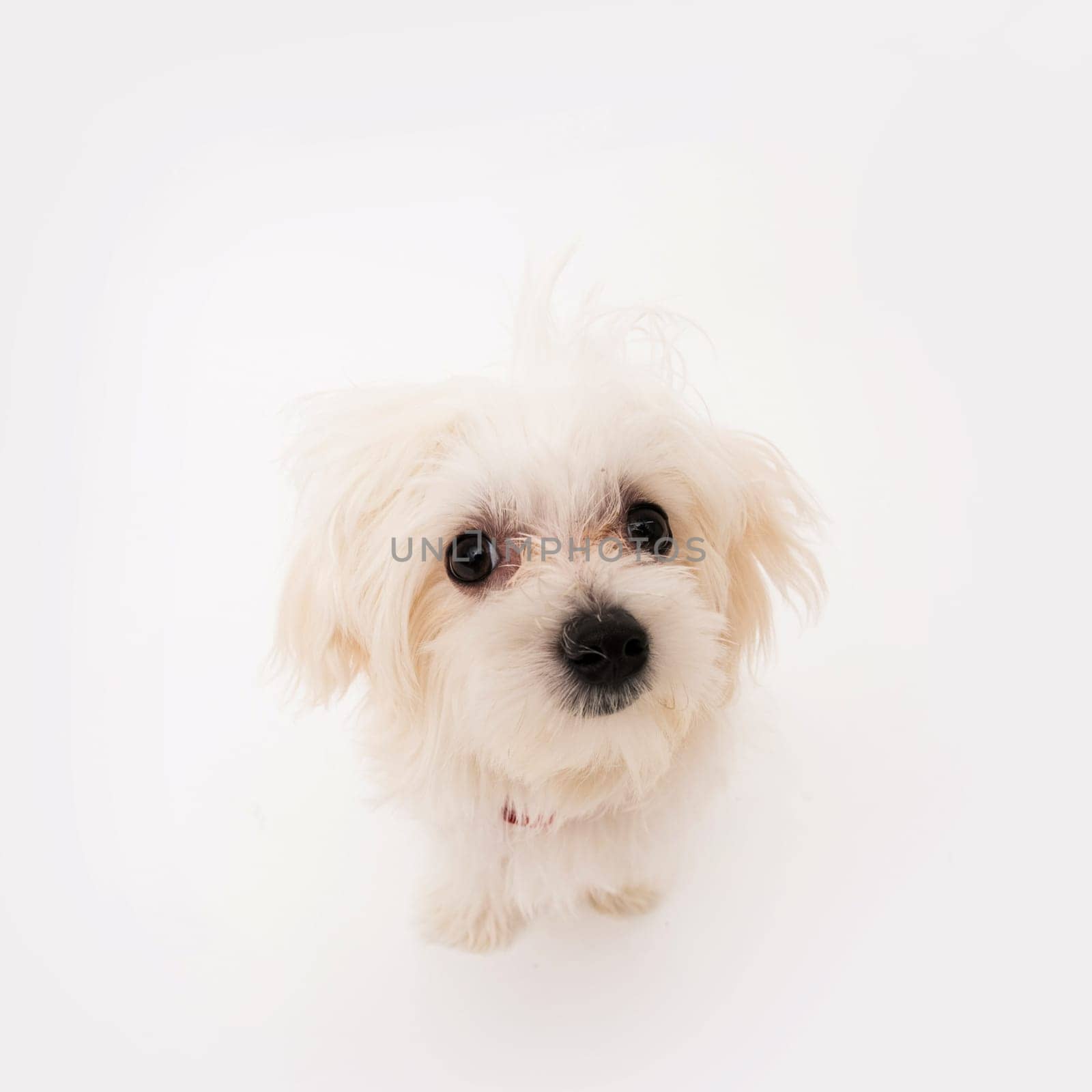 The maltese puppy dog on white background