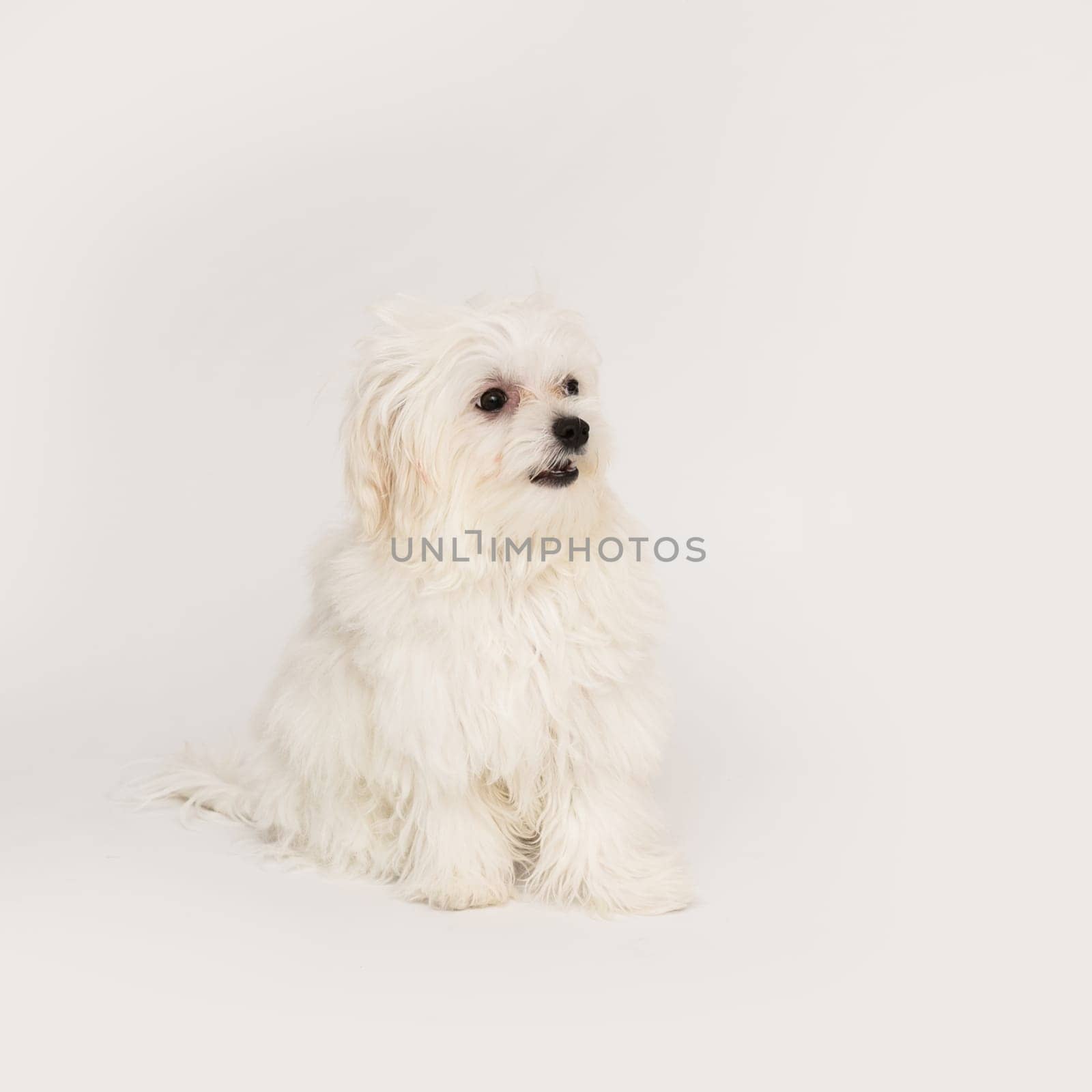 The maltese puppy dog on white background