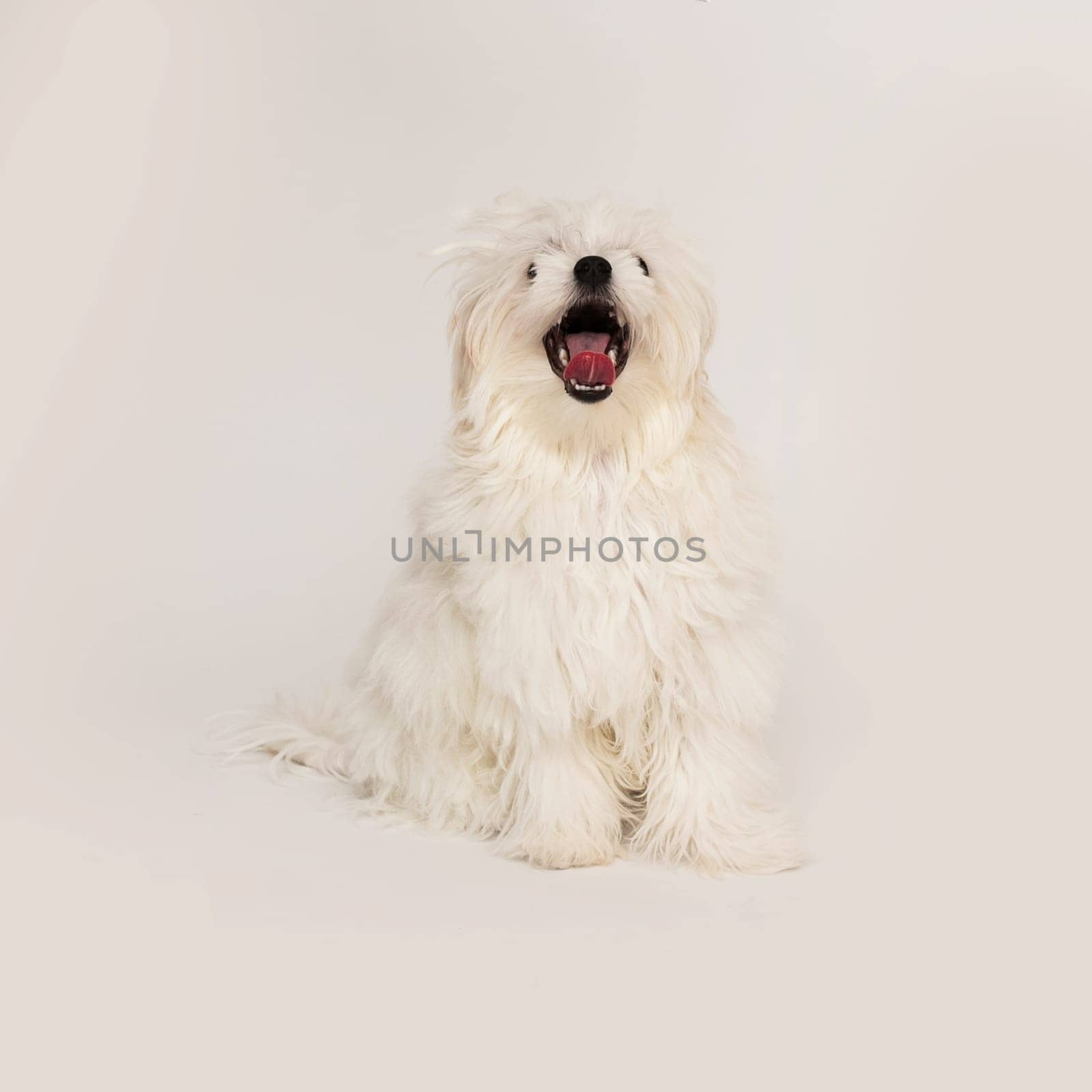 The maltese puppy dog on white background