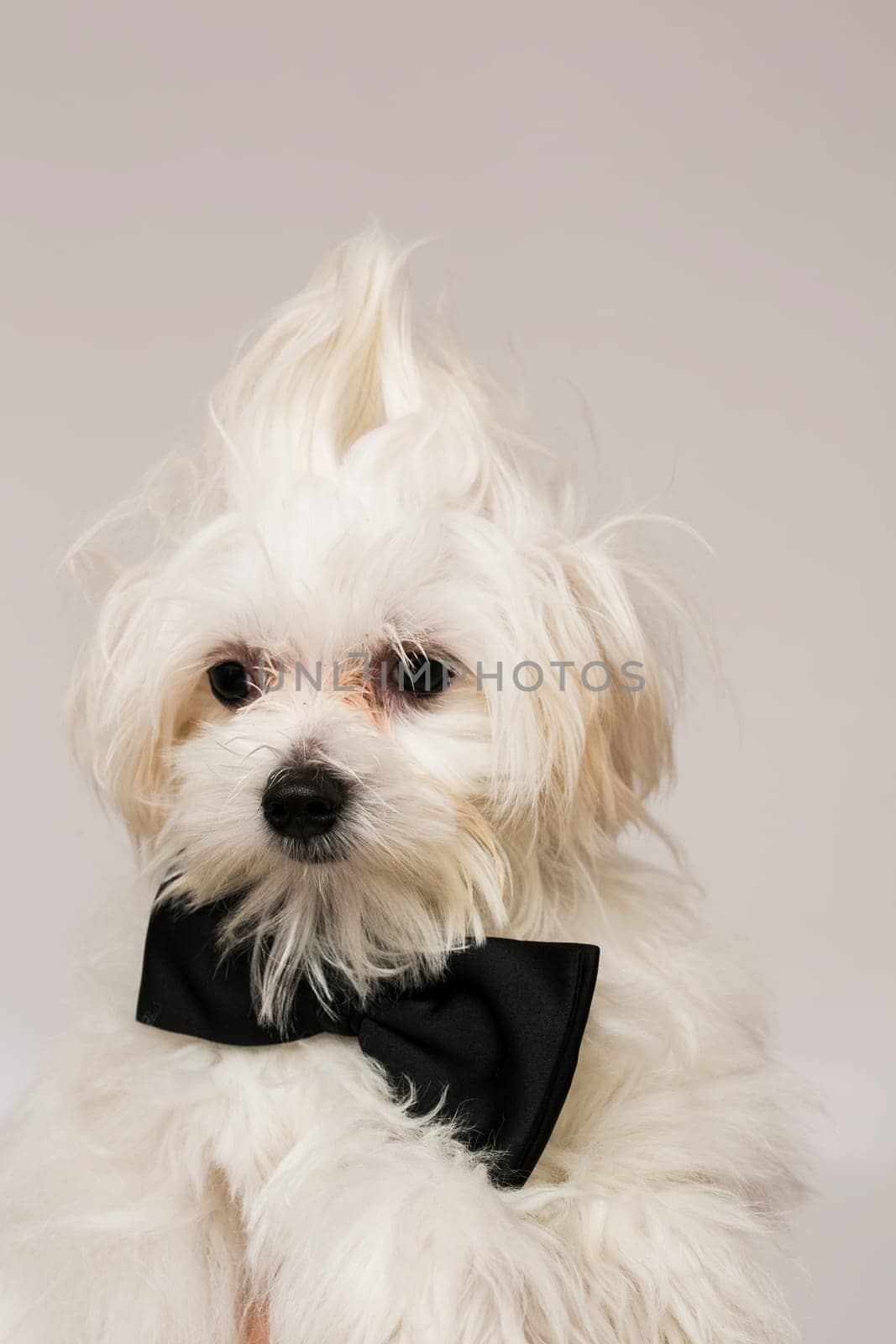White Maltese dog with black bow and on white background.