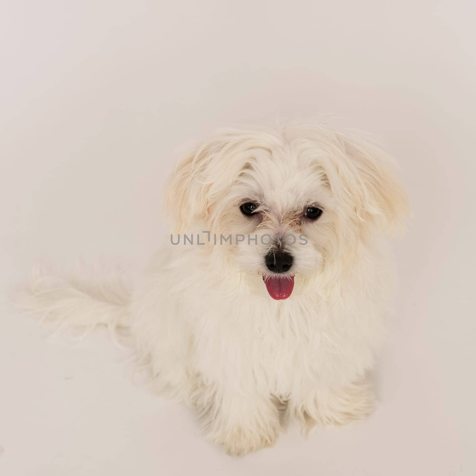 The maltese puppy dog on white background
