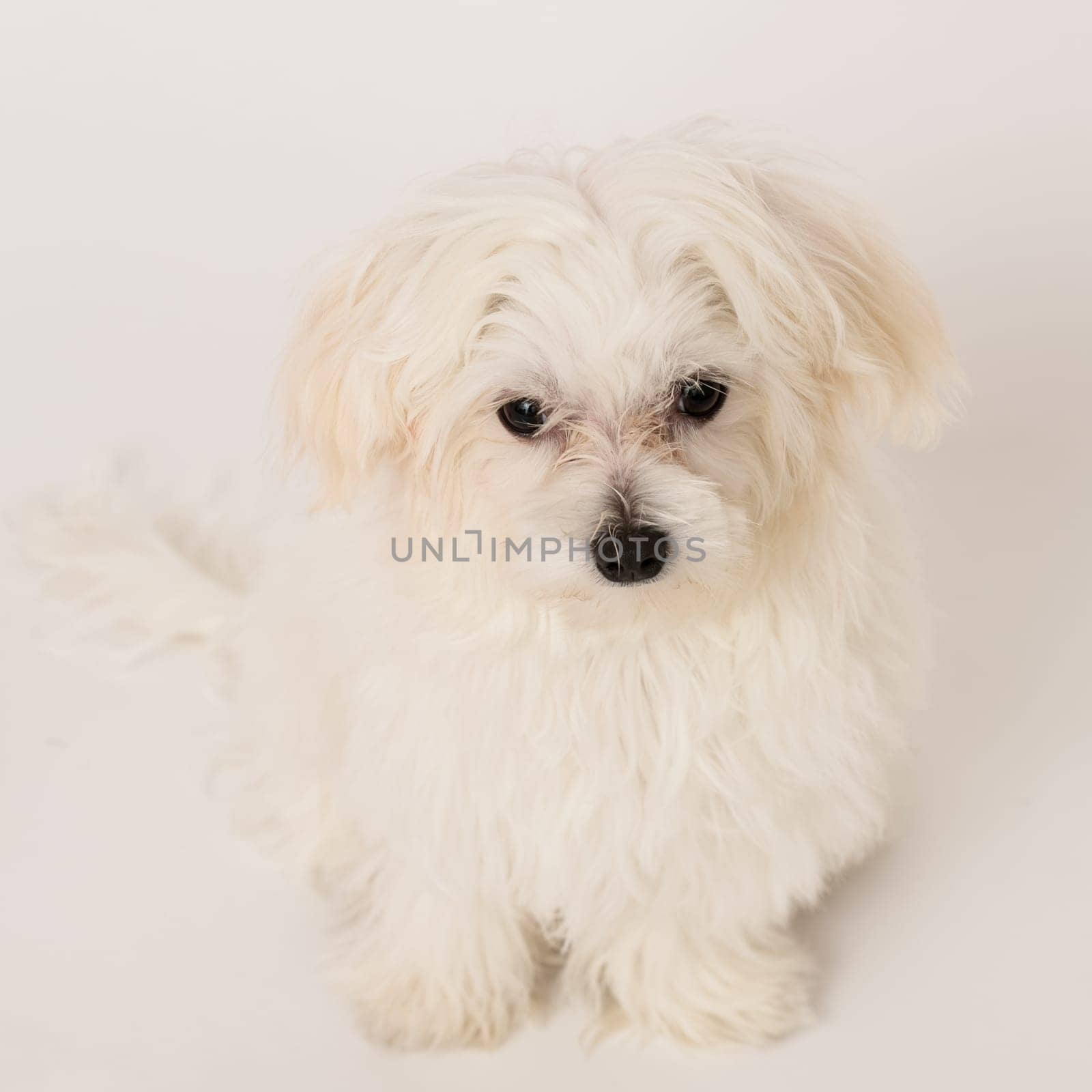 The maltese puppy dog on white background