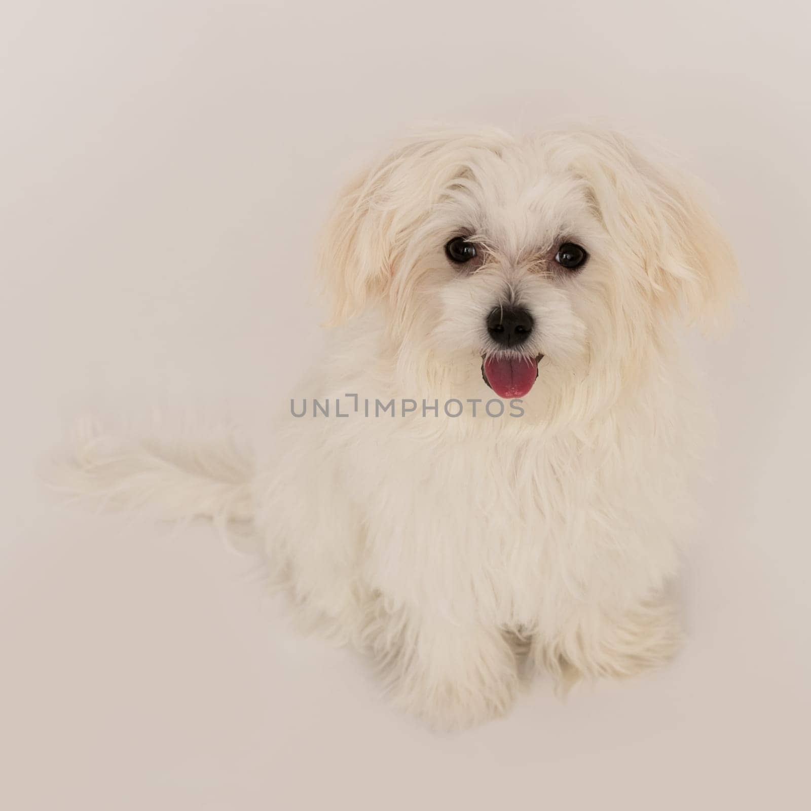 The maltese puppy dog on white background