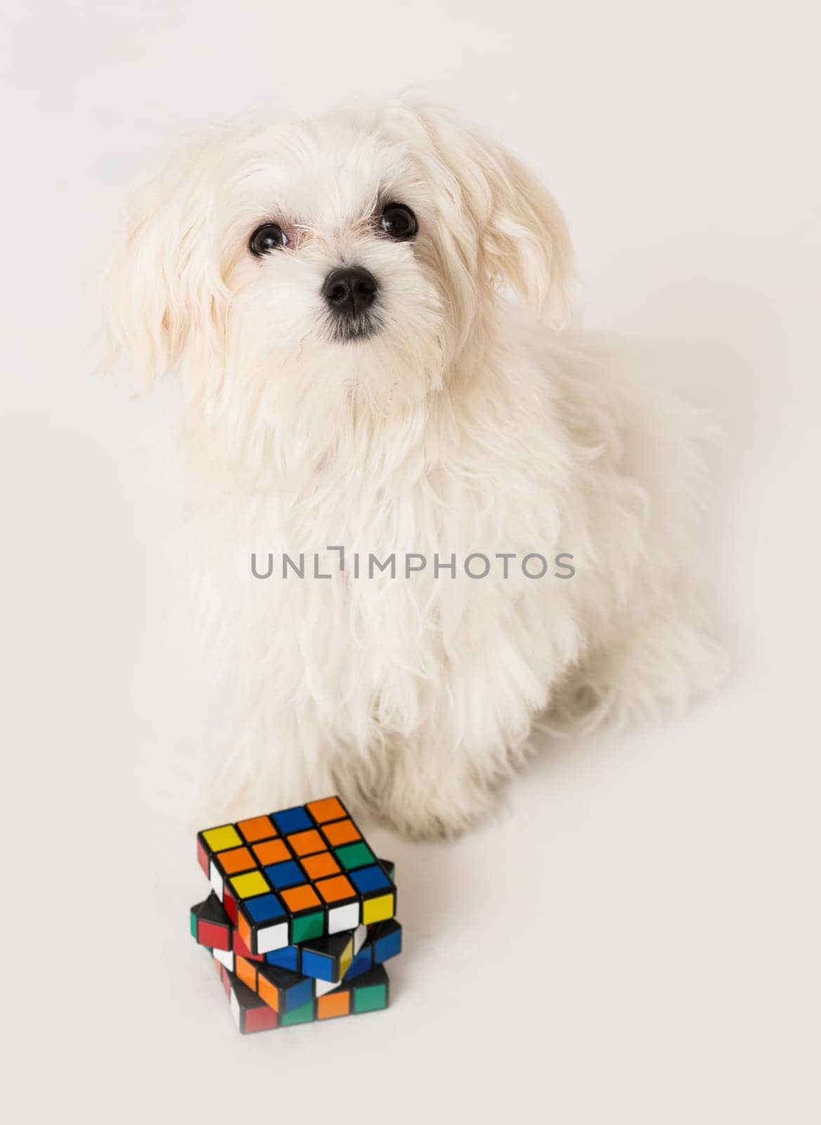 Maltese puppy with toy cube on white background
