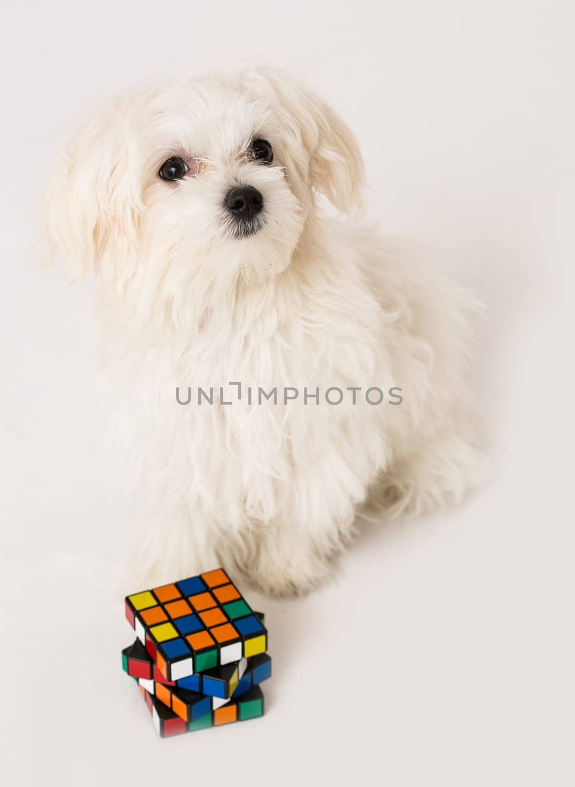 Maltese puppy with toy cube on white background