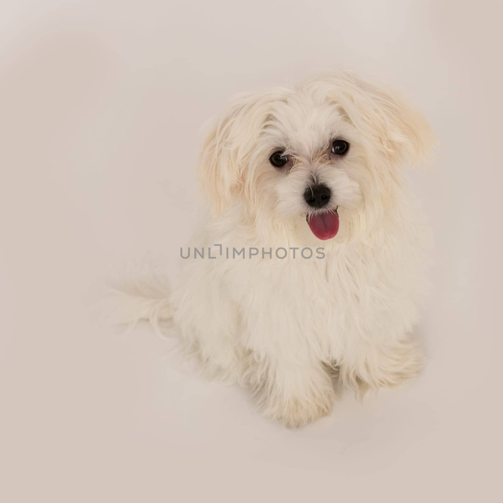 The maltese puppy dog on white background