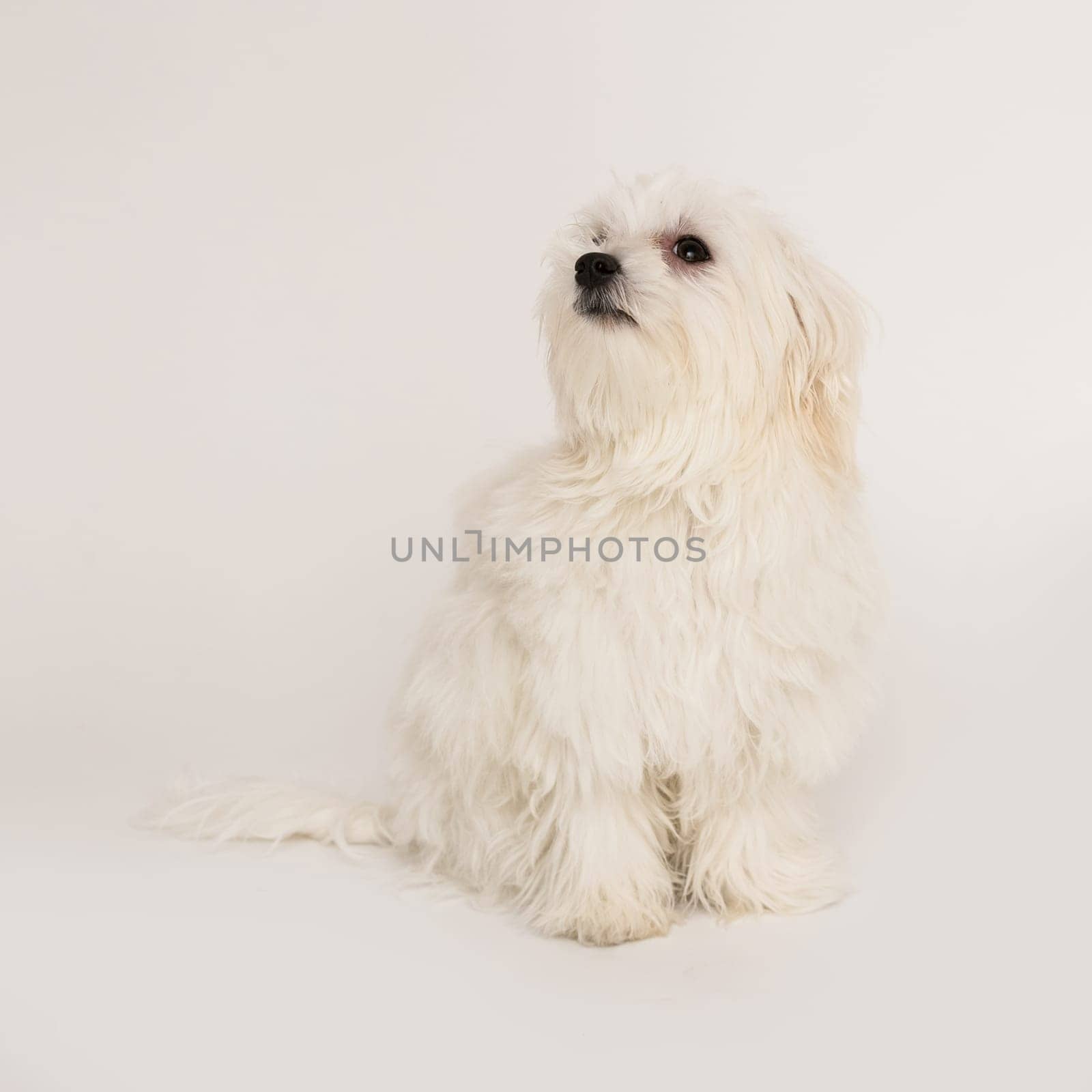 The maltese puppy dog on white background