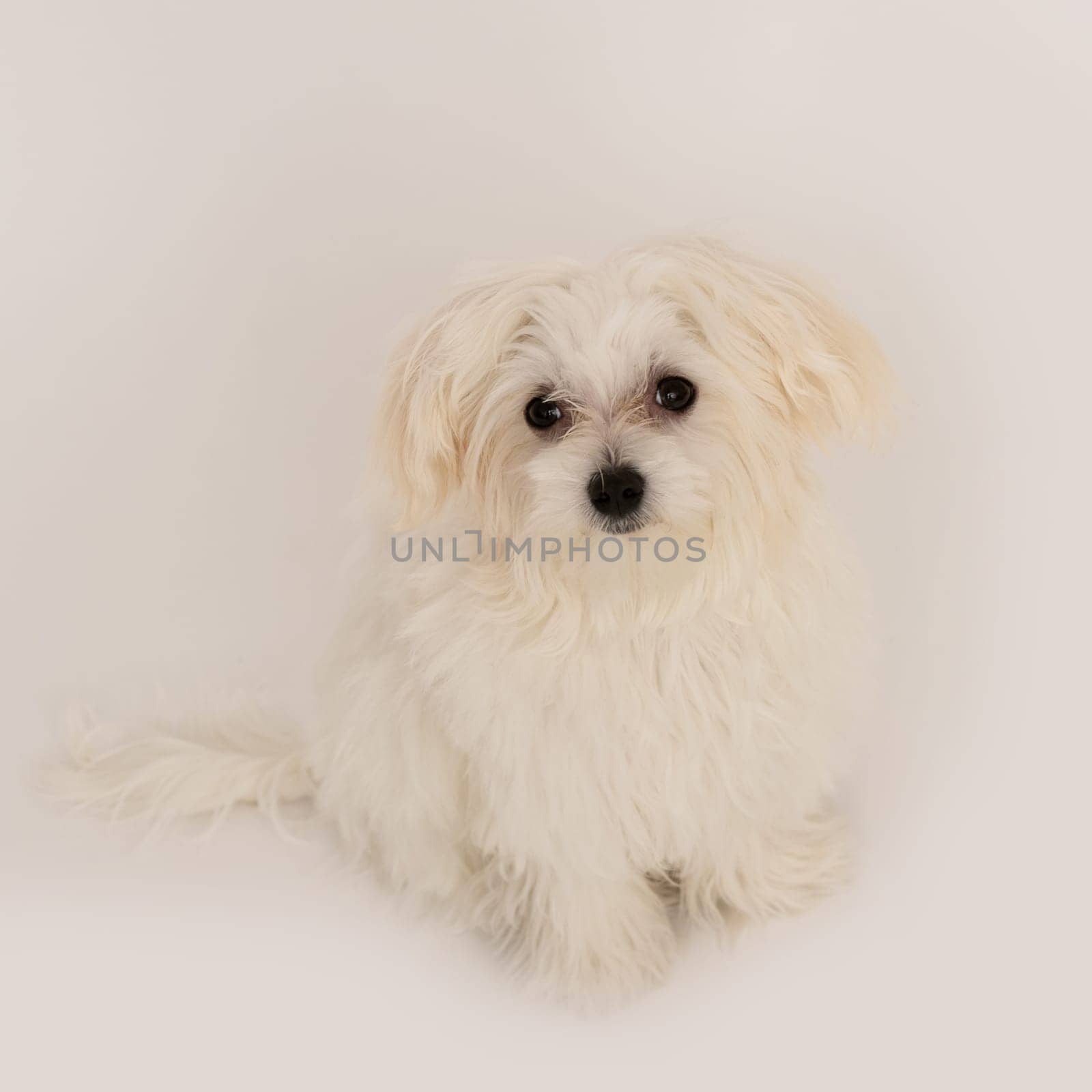 The maltese puppy dog on white background