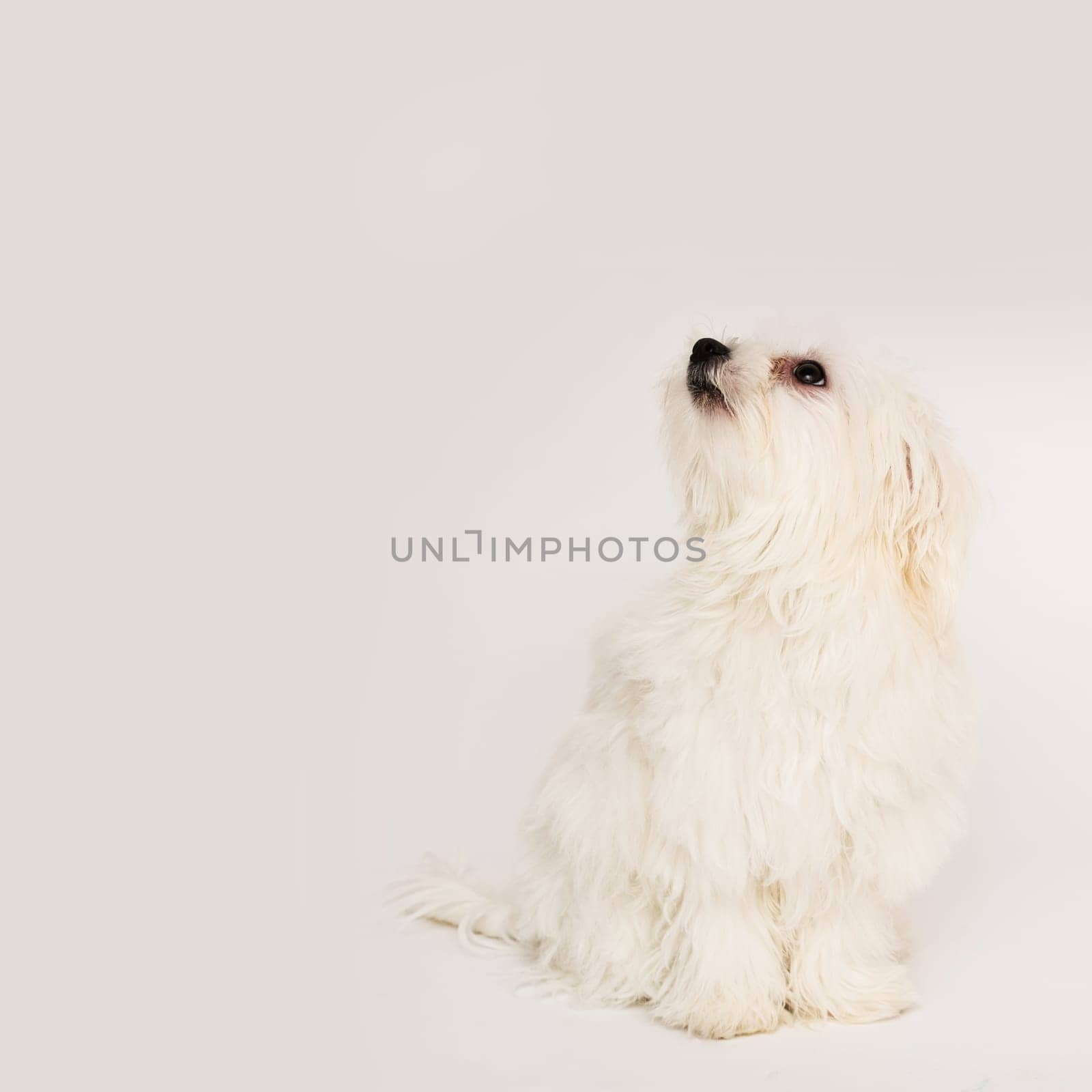 The maltese puppy dog on white background