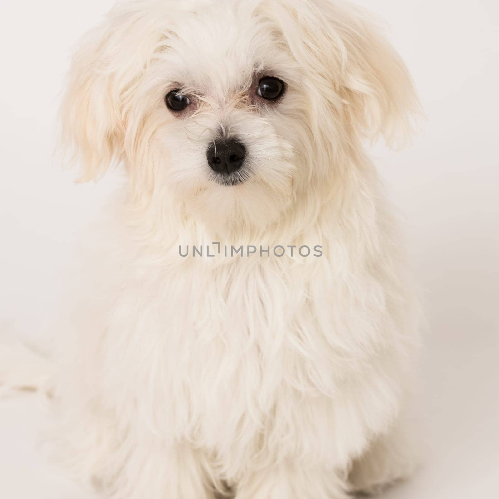 The maltese puppy dog on white background