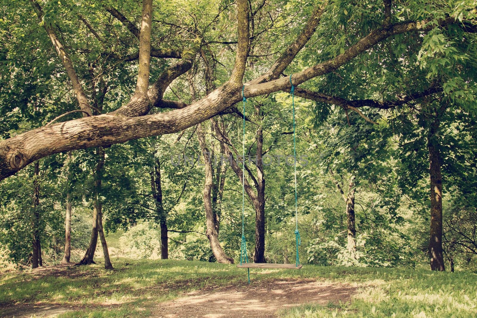 Romantic scene of a single swing hanging from tree branch