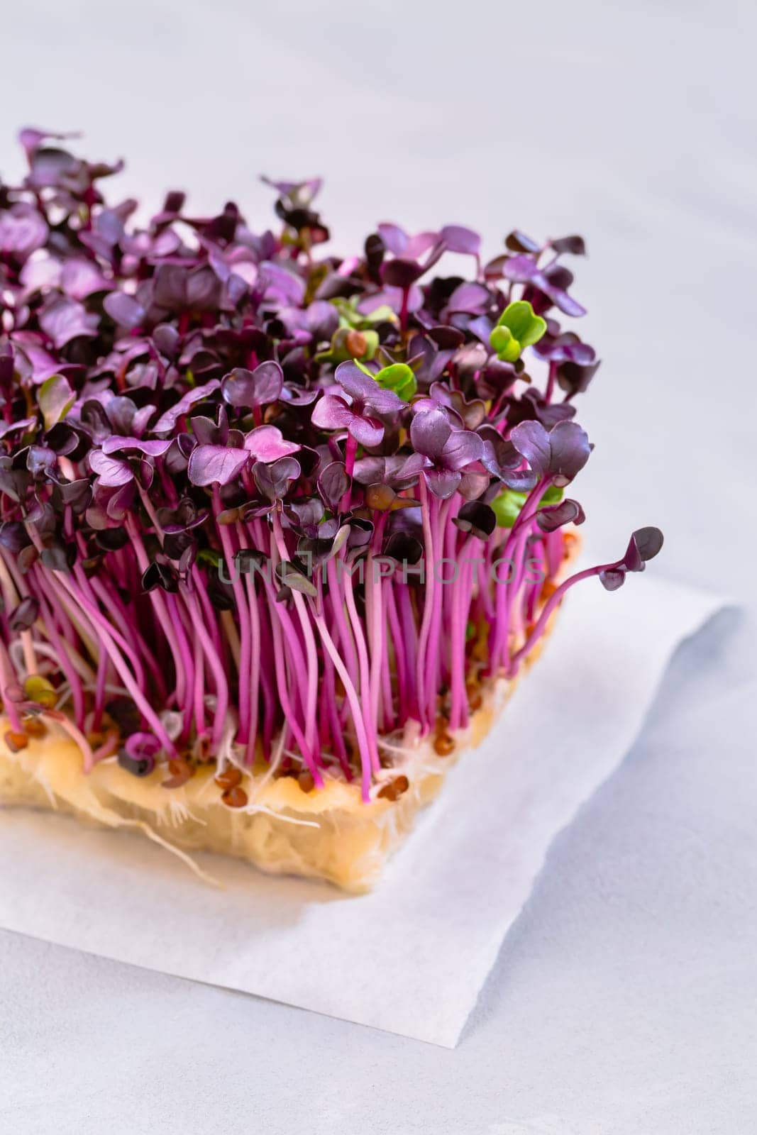 Purple Shiso Cress on grey background