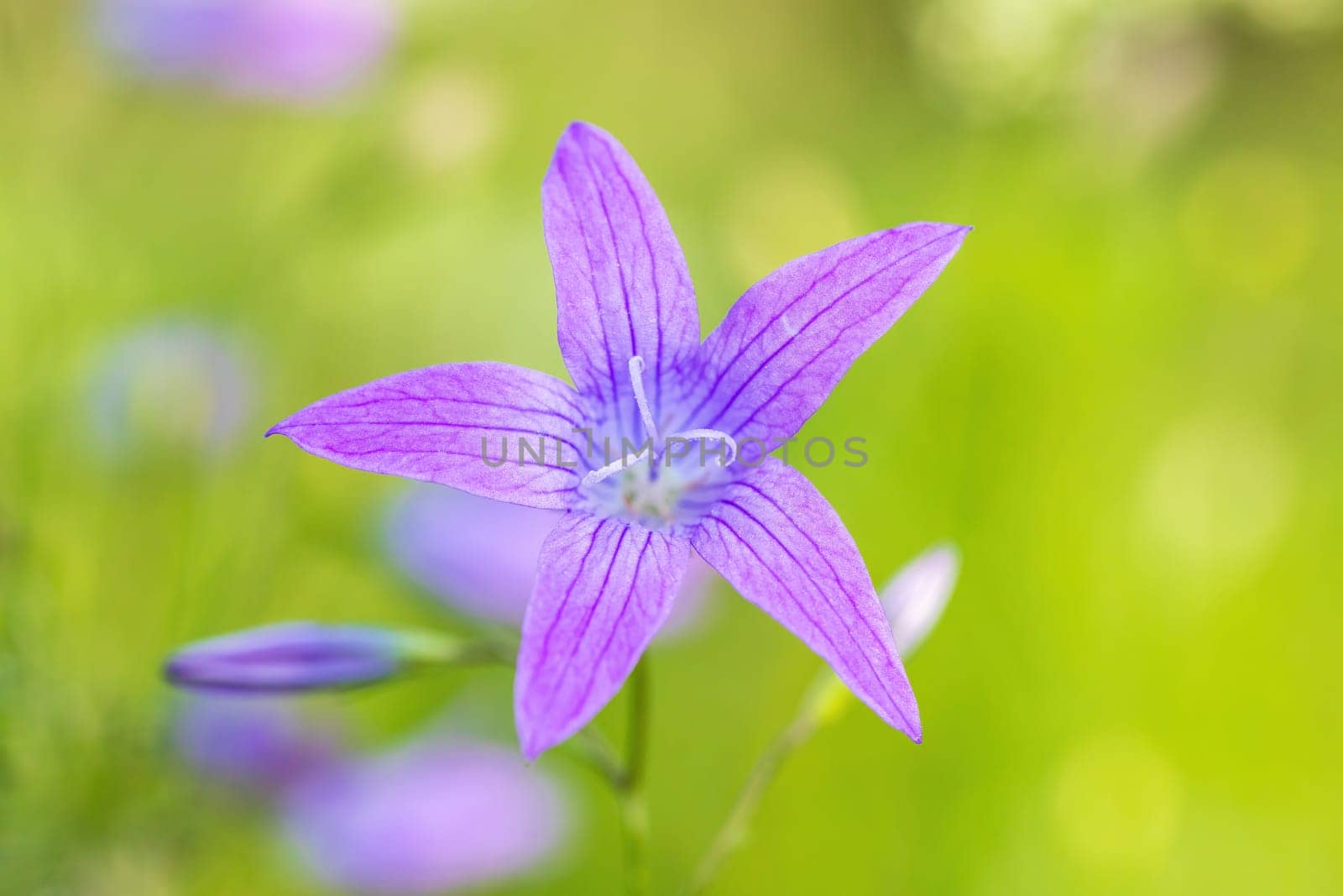 flower campanula patula, wild flowering plant, beautiful purple spreading bell flower in bloom, Summertime in meadow, Europe, Czech Republic