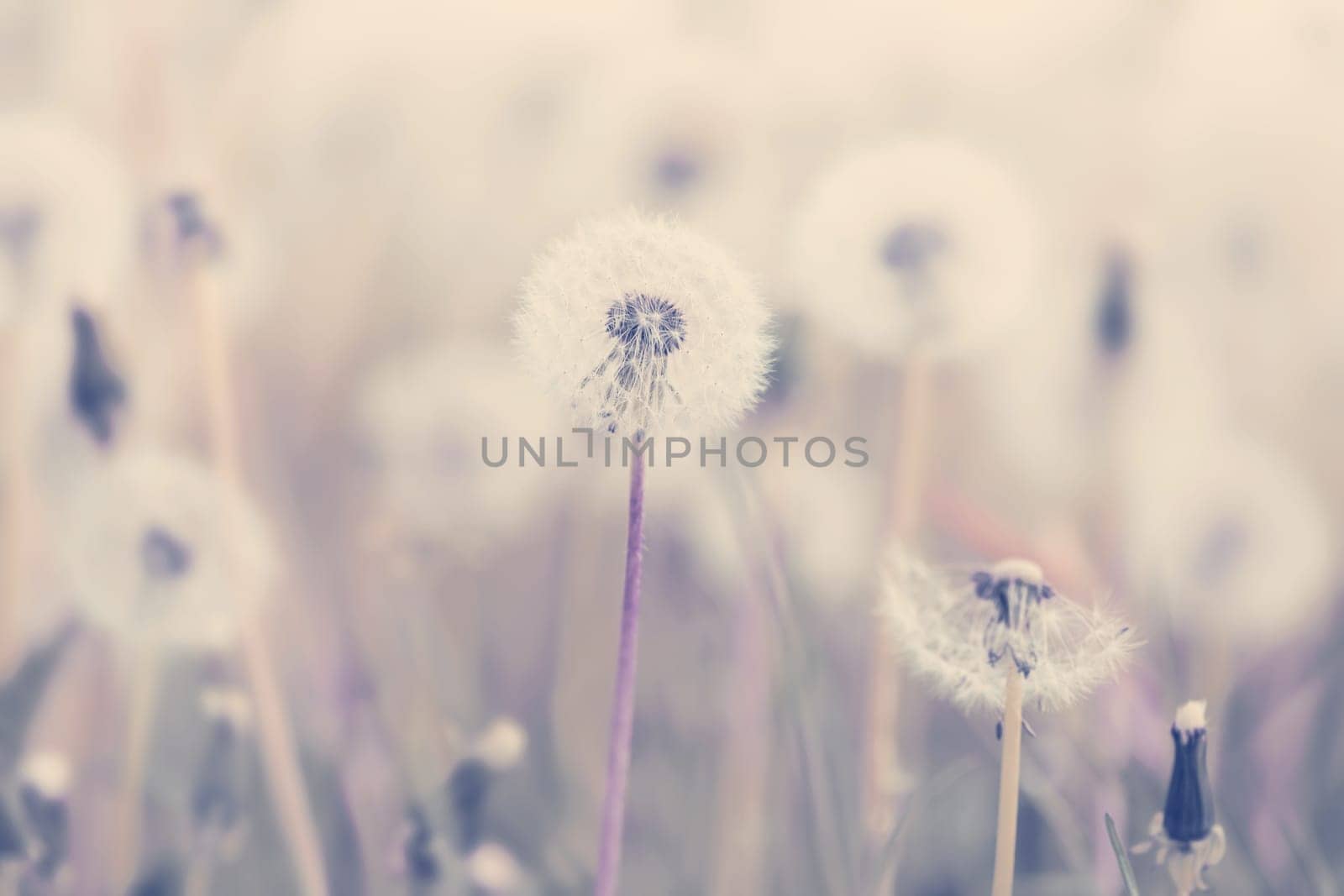 Beautiful dandelion flower with shallow focus in springtime, natural spring background. Blooming meadow.