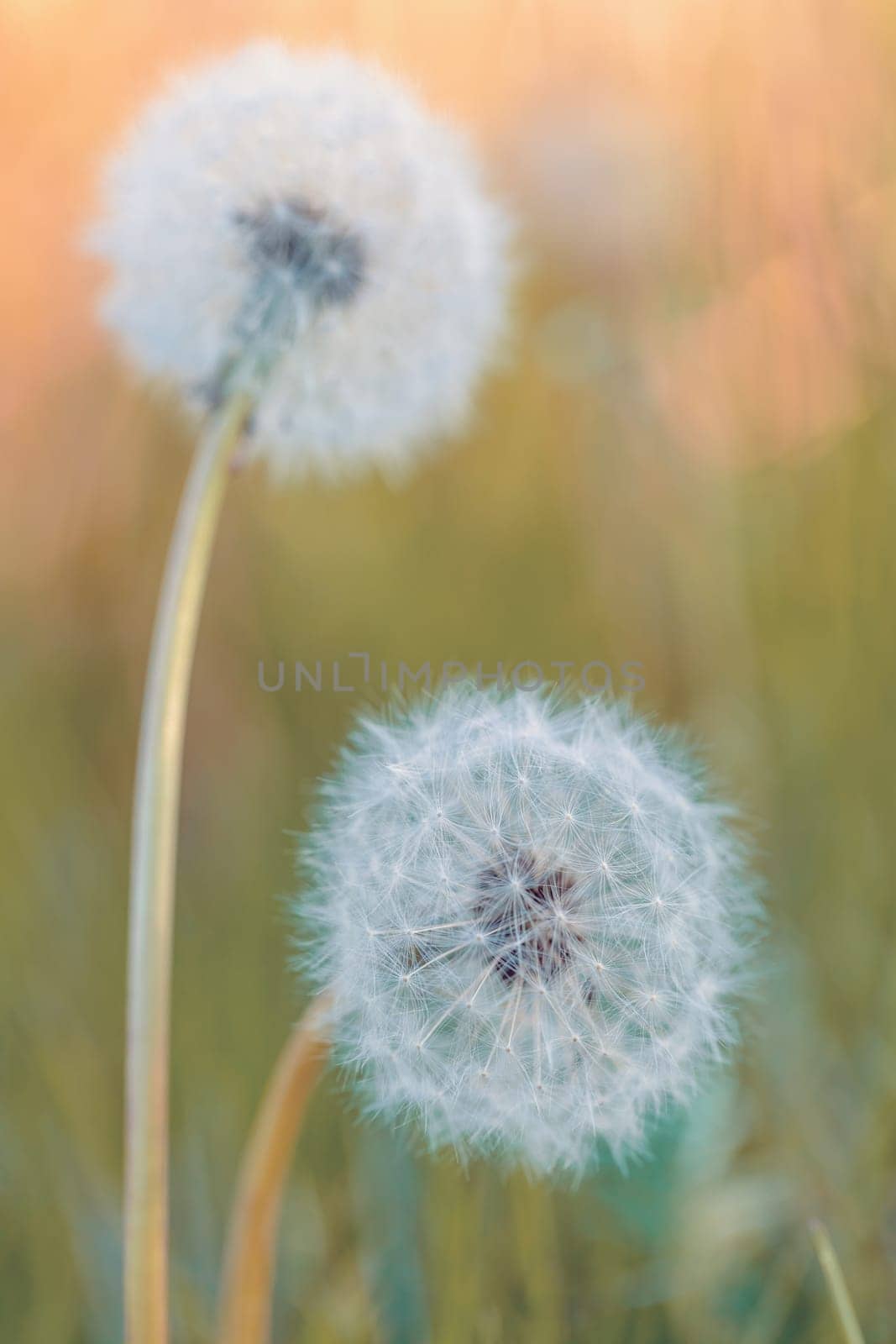 Beautiful dandelion flower with shallow focus in springtime, natural spring background. Blooming meadow.
