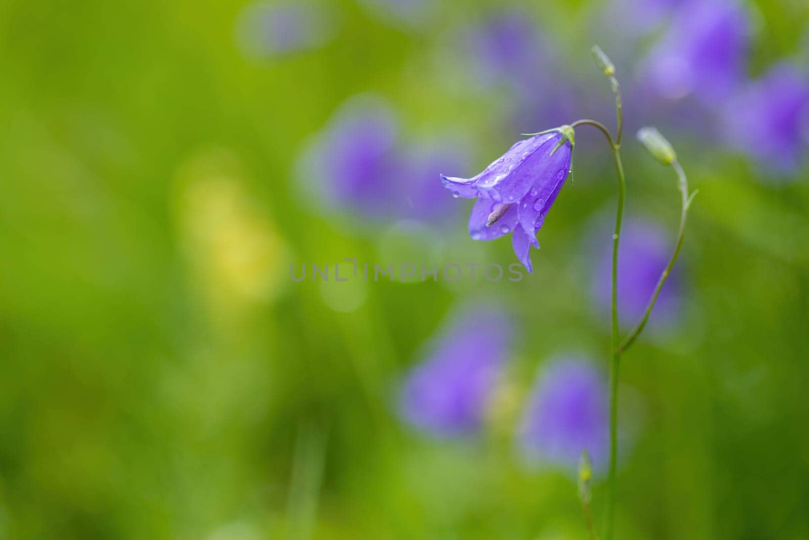 flower campanula patula, wild flowering plant, beautiful purple spreading bell flower in bloom, Summertime in meadow, Europe, Czech Republic