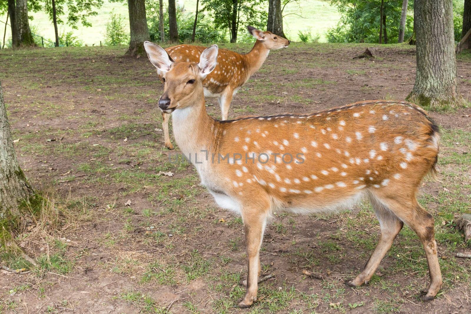 Wild deers in a forest park, natural habitat wildlife