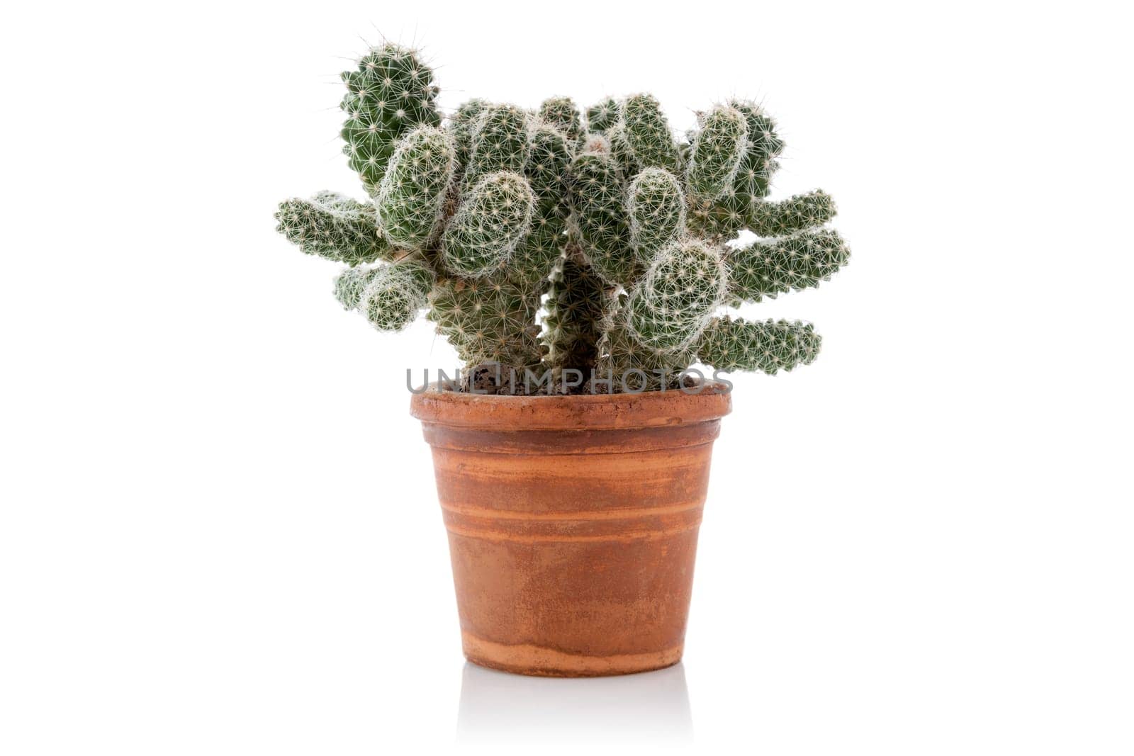 Small potted cactus isolated on white background