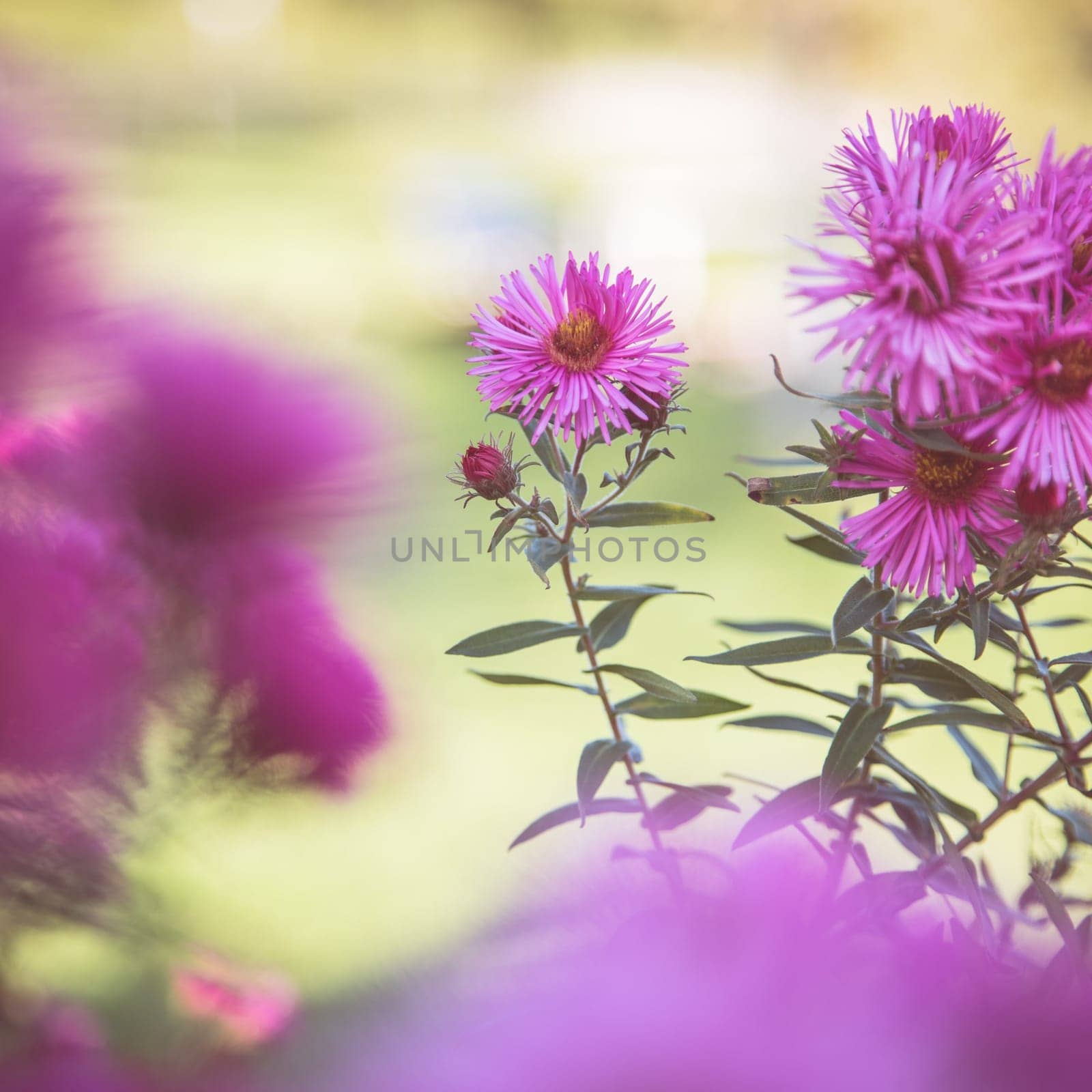 Close up picture of purple pink daisy blossoms in spring, background or panorama slider picture.