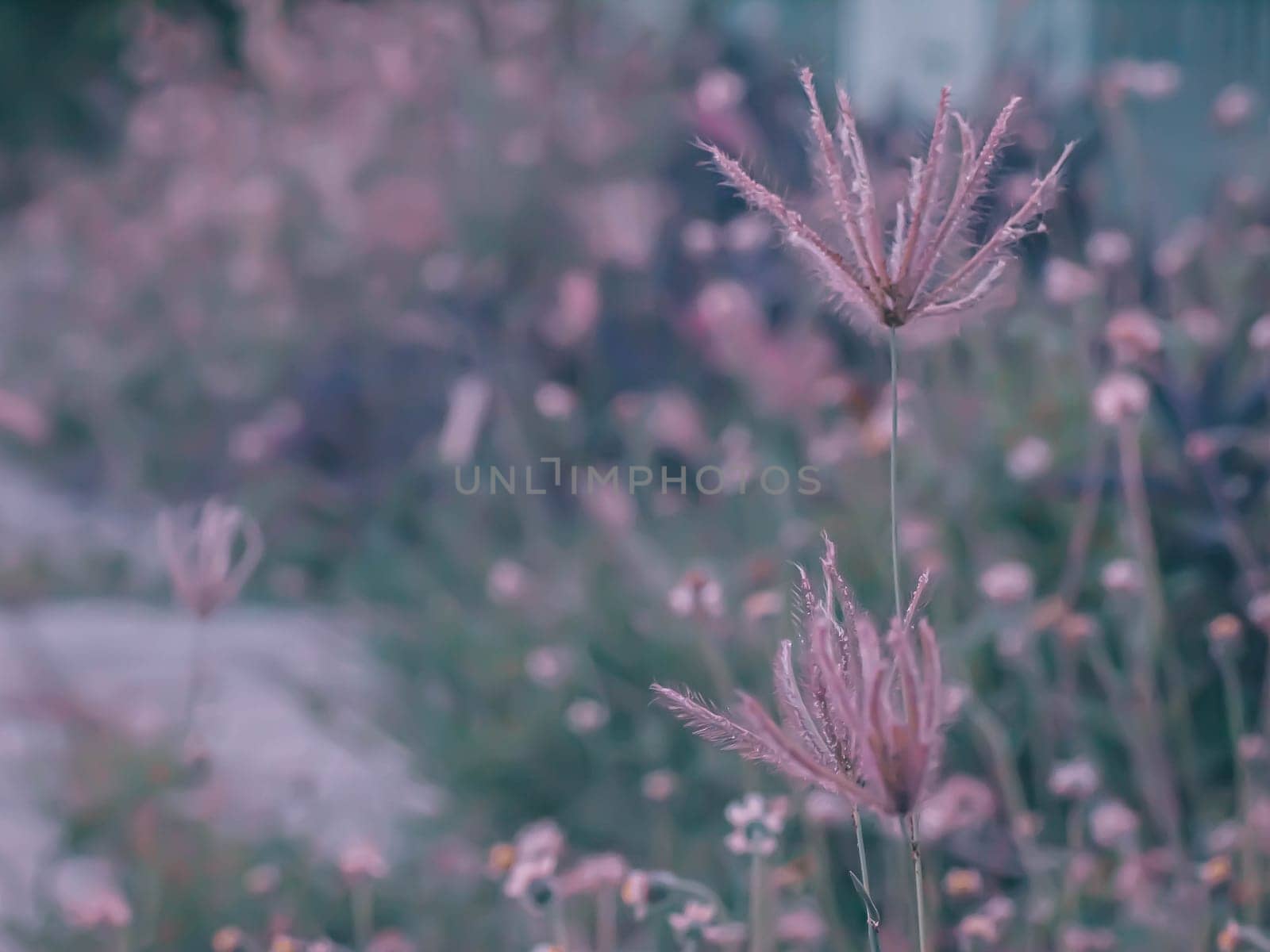 A beautiful field wildflowers wild grass over blur nature background