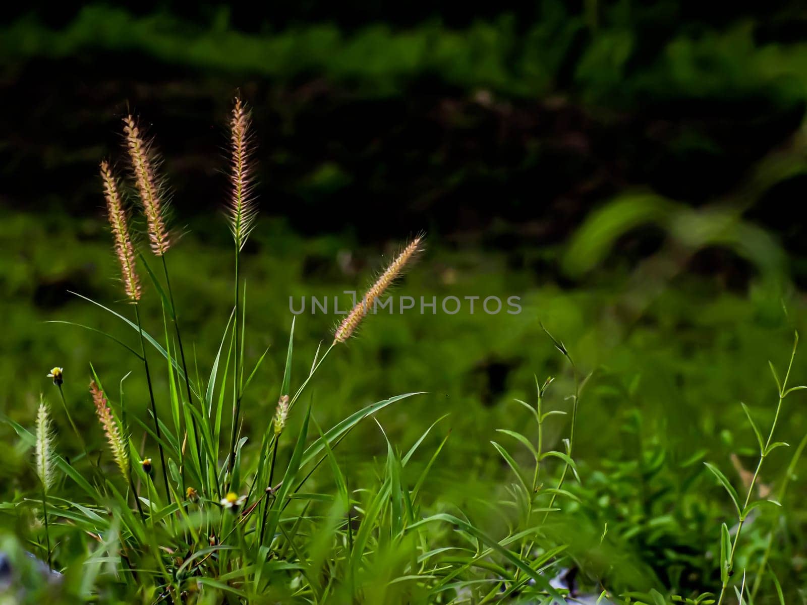 Selective focus of Wild grass flower and green leaves on the mountain through sunlight. Summer spring background
