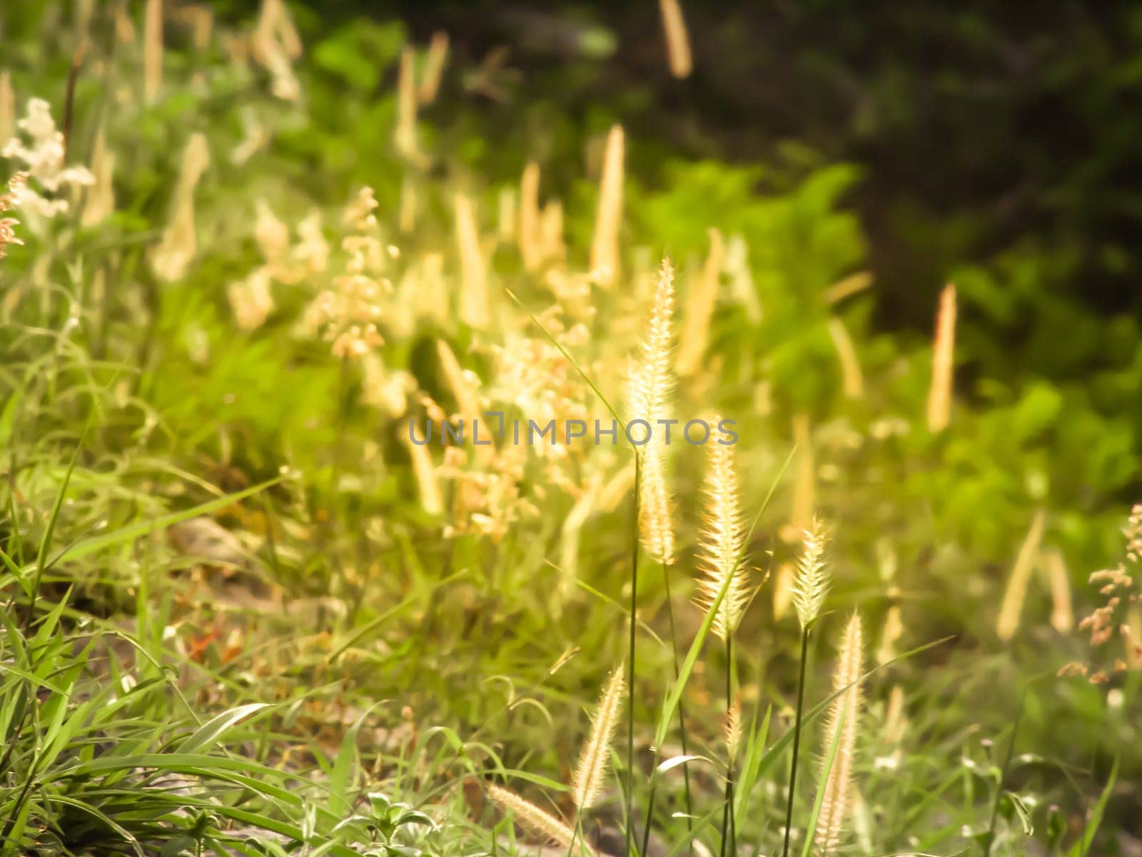 Wild field of grass on sunset, soft sun rays, warm toning summer nature. Beautiful landscape. Holiday. Refresh idea wallpaper background