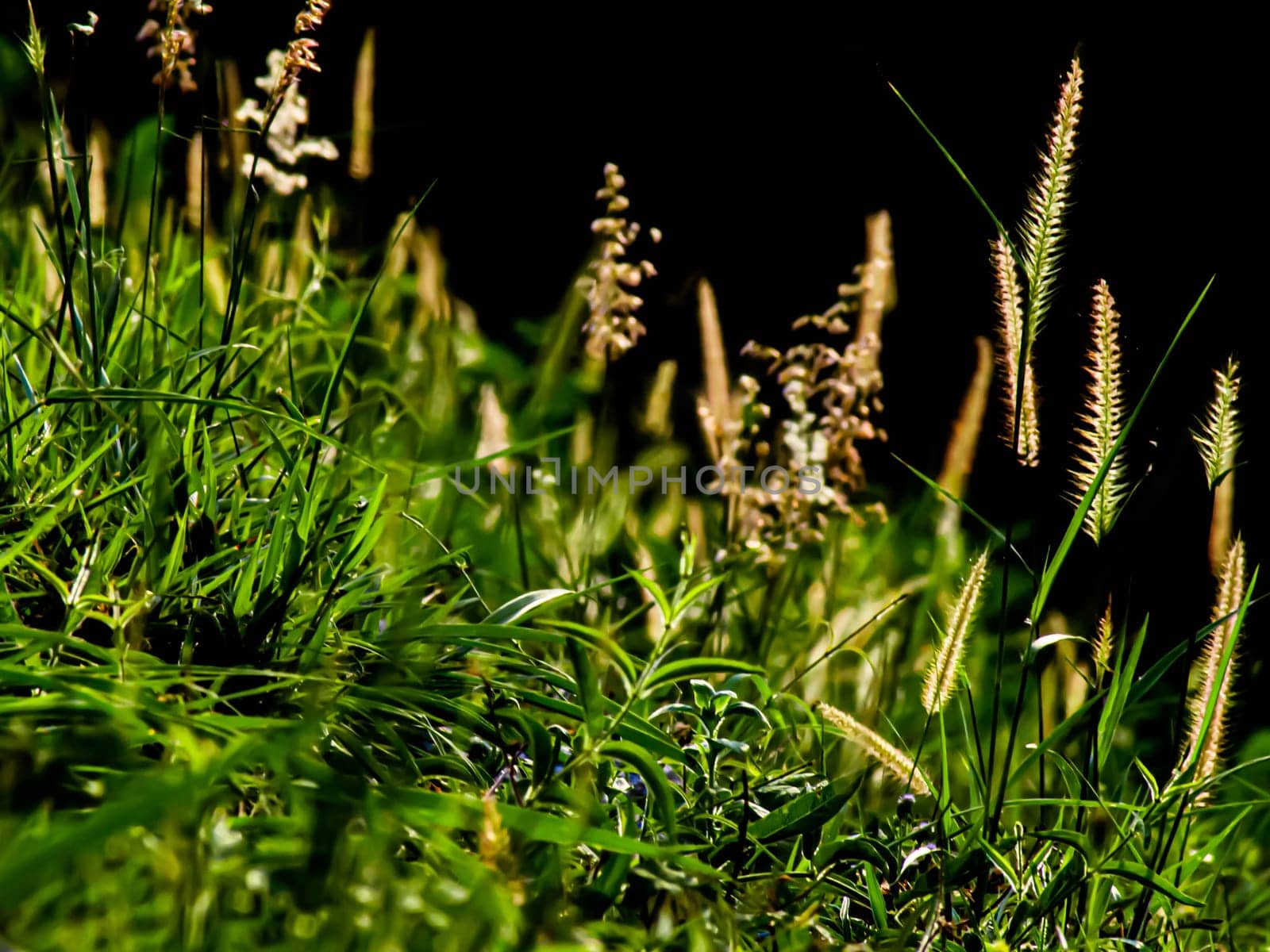 Selective focus of Wild grass flower and green leaves on the mountain through sunlight. Summer spring background