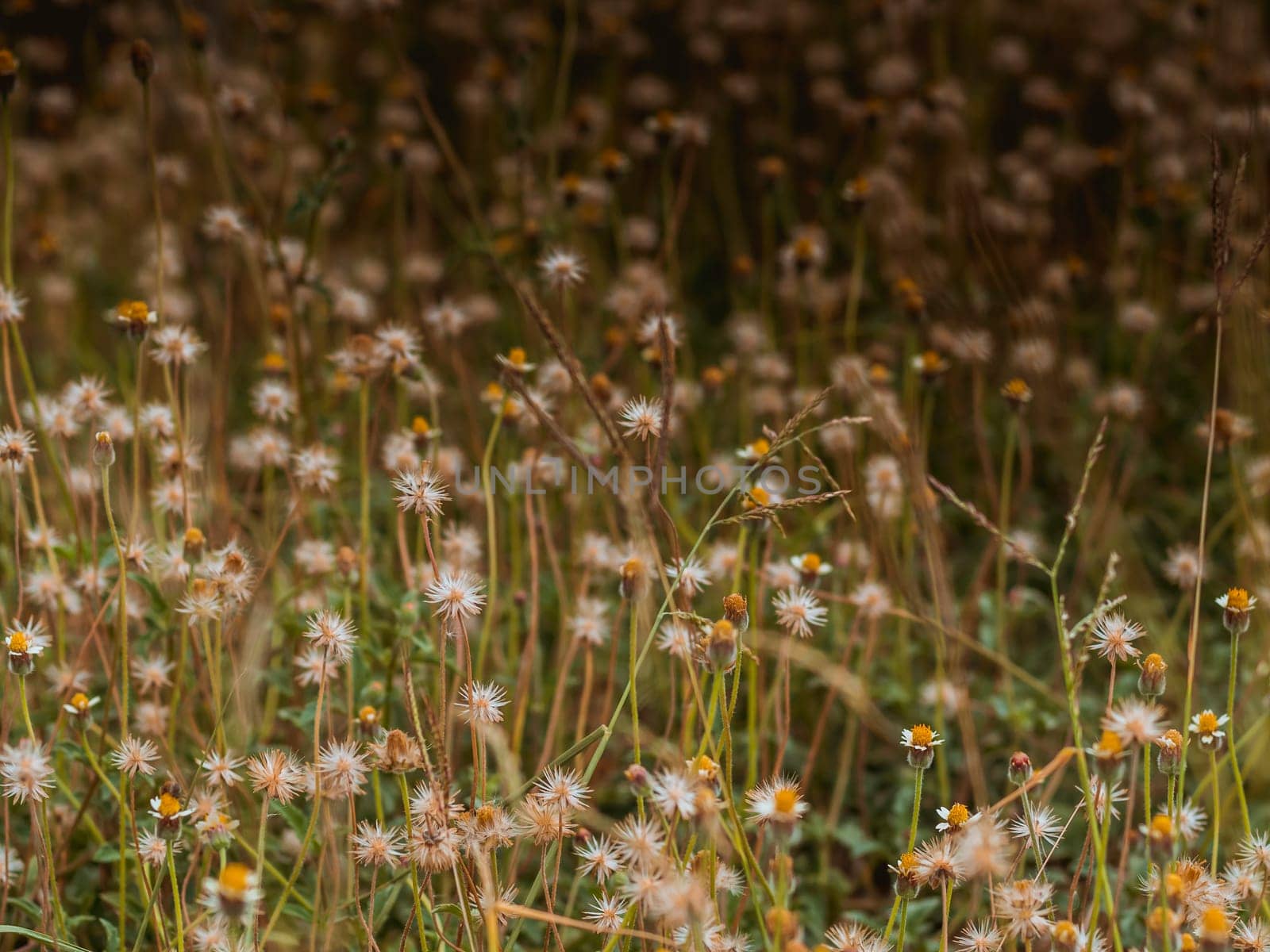 Abstract wild grass flowers grassland in summer background with blurred flowers and bokeh. Green grass and little white flowers on the field. Beautiful summer landscape.