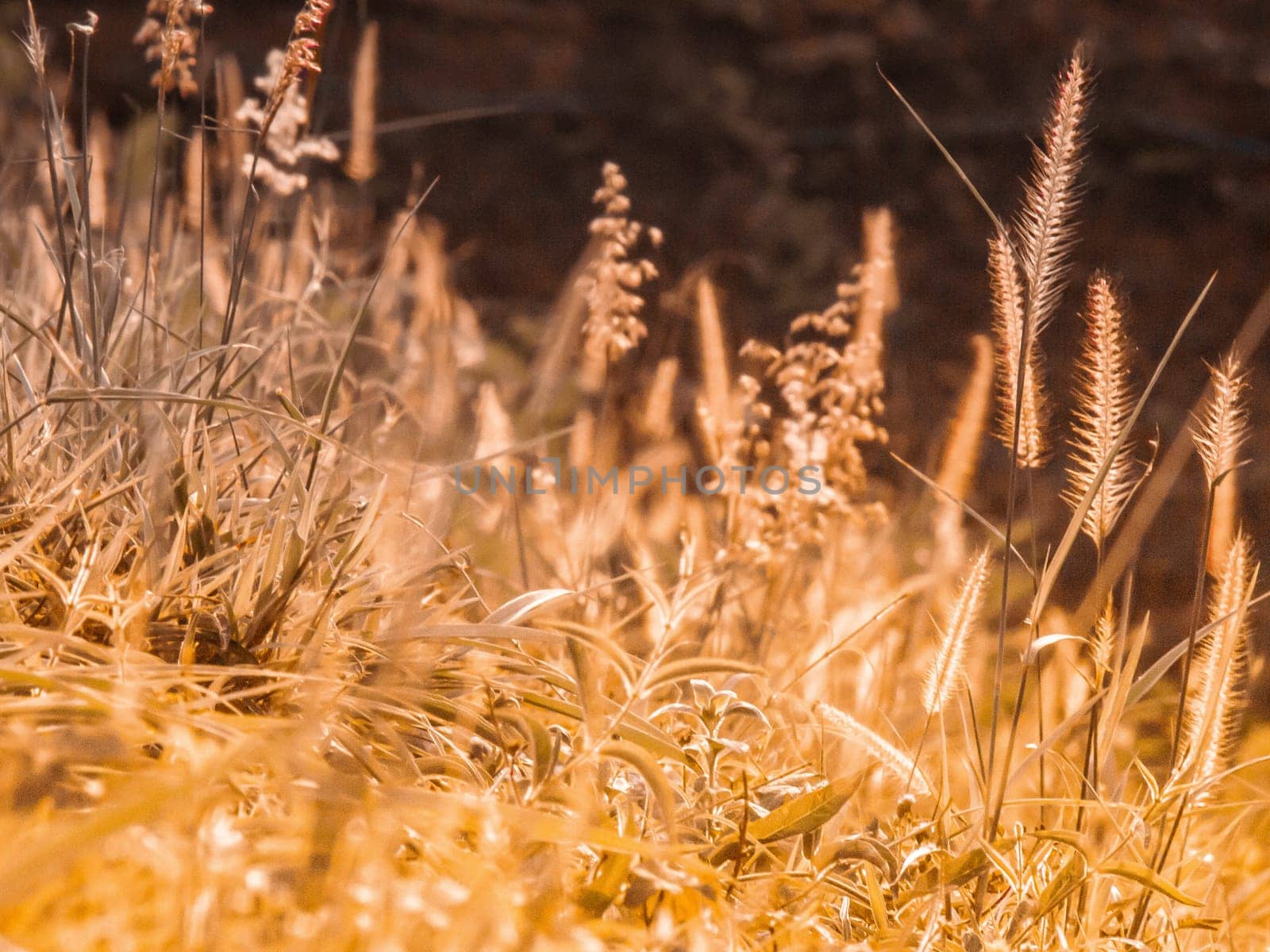 Wild field of grass on sunset, soft sun rays, warm toning summer nature. Beautiful landscape. Holiday. Refresh idea wallpaper background