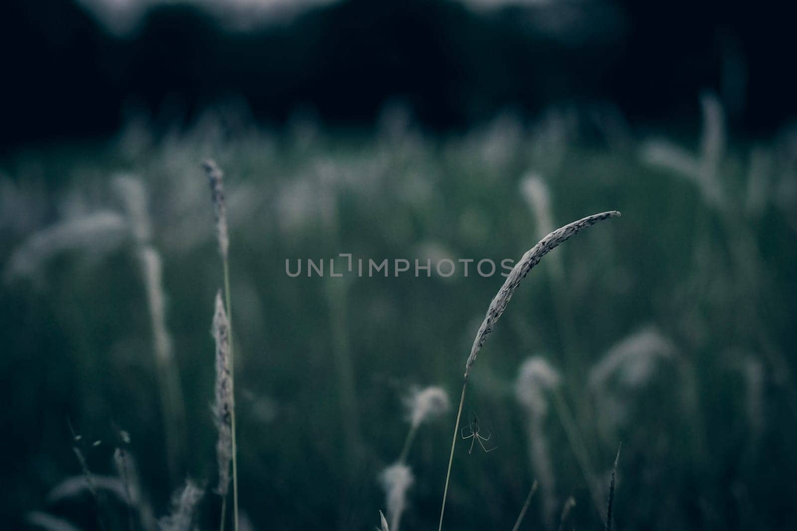Wild grass flower vintage background little flowers, nature beautiful, toning design spring nature, sun plants